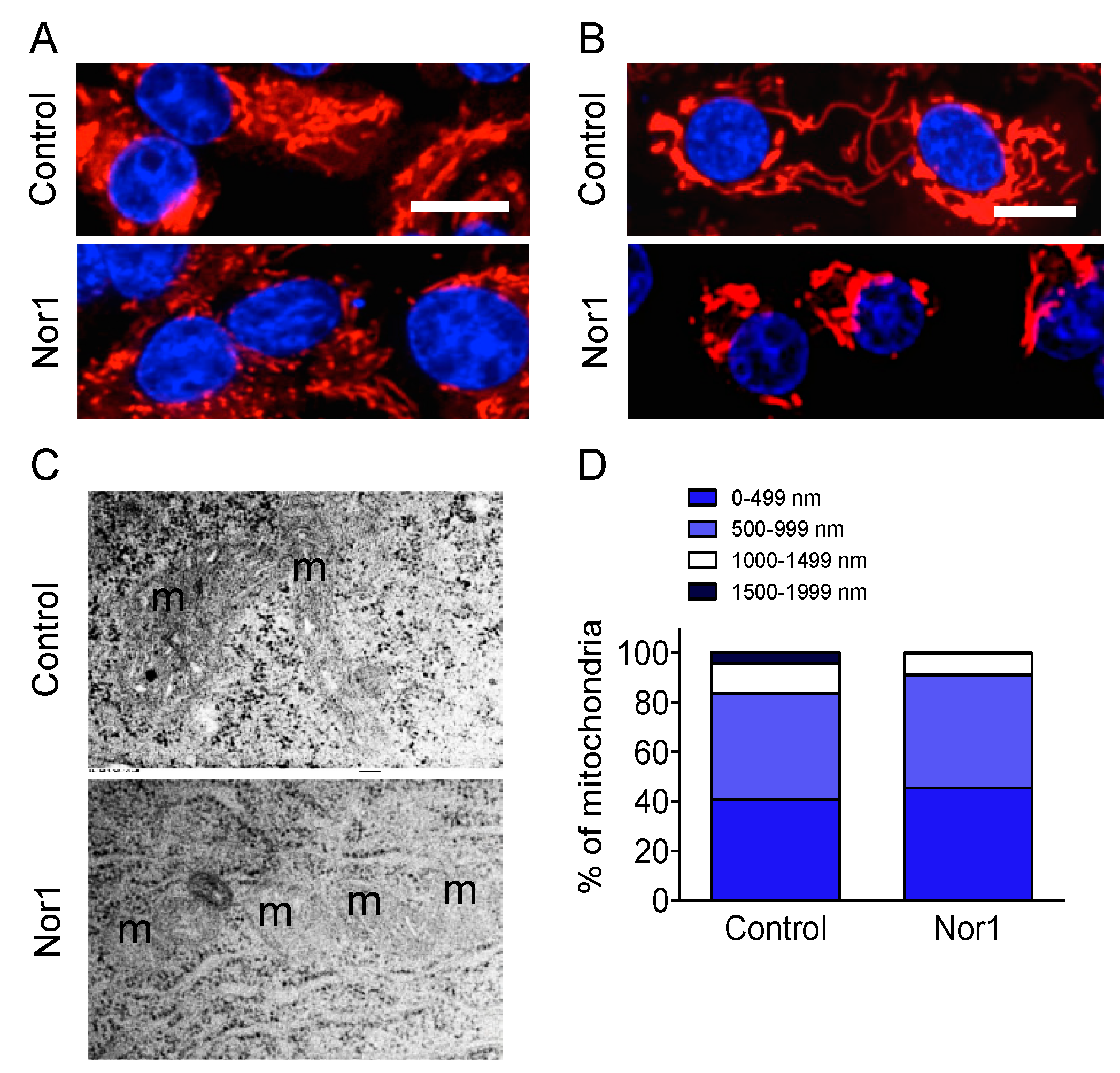 Cells 09 00168 g004 Cells 09 00168 g004