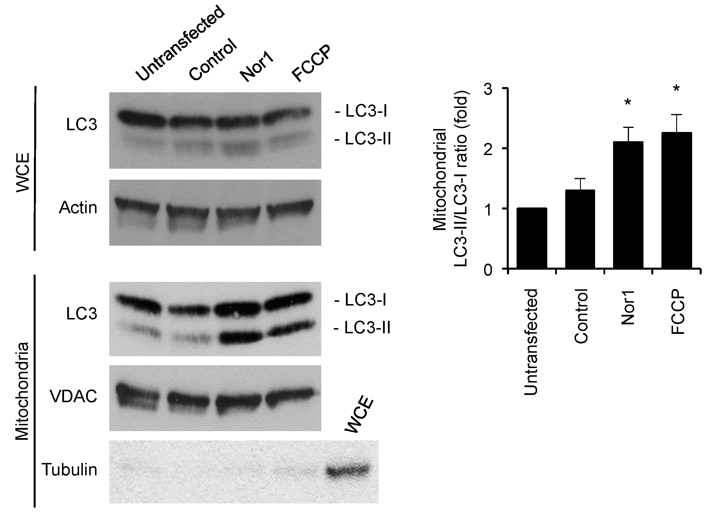 Cells 09 00168 g005 Cells 09 00168 g005