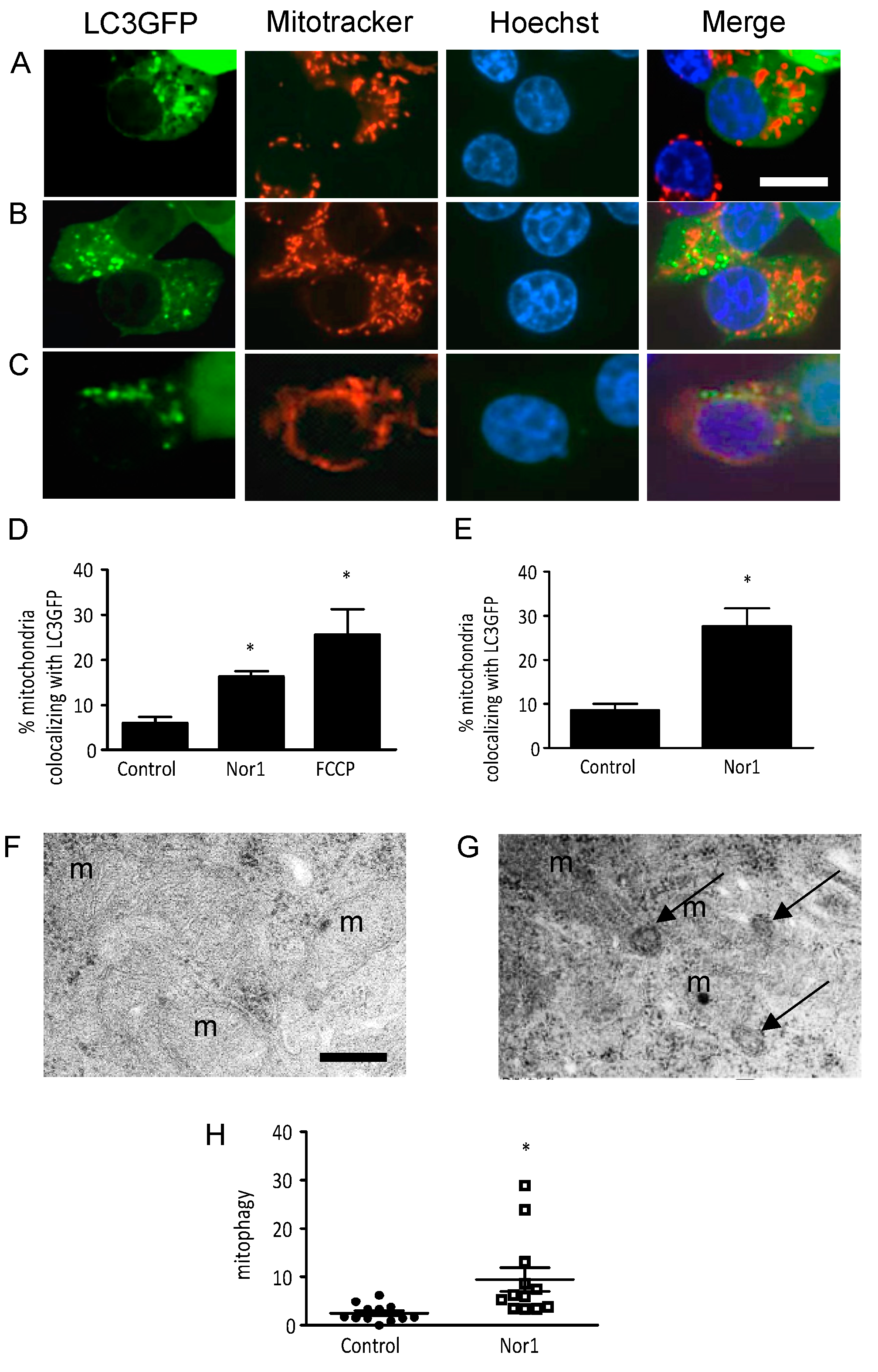 Cells 09 00168 g006 Cells 09 00168 g006