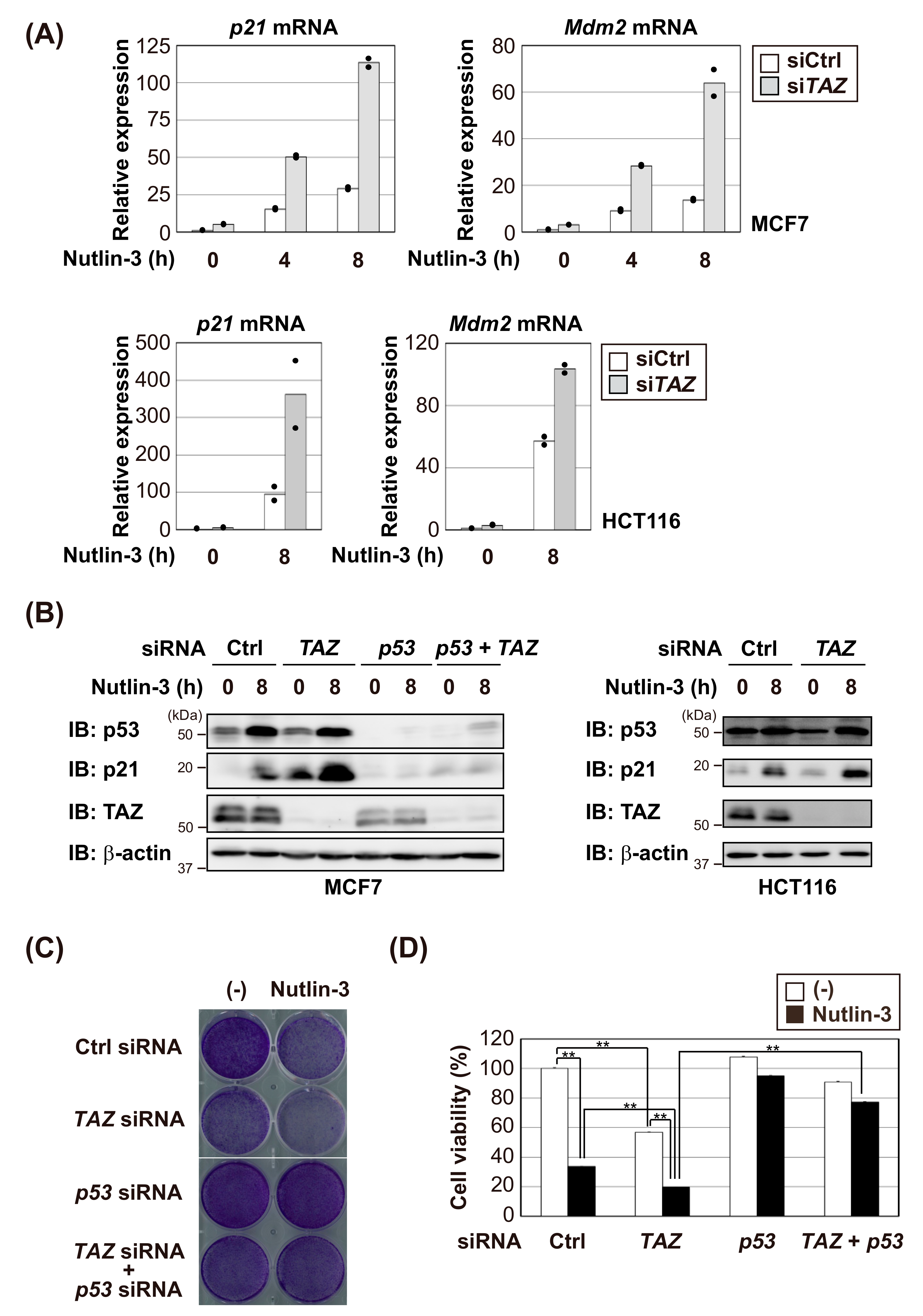 Cells 09 00171 g002 Cells 09 00171 g002