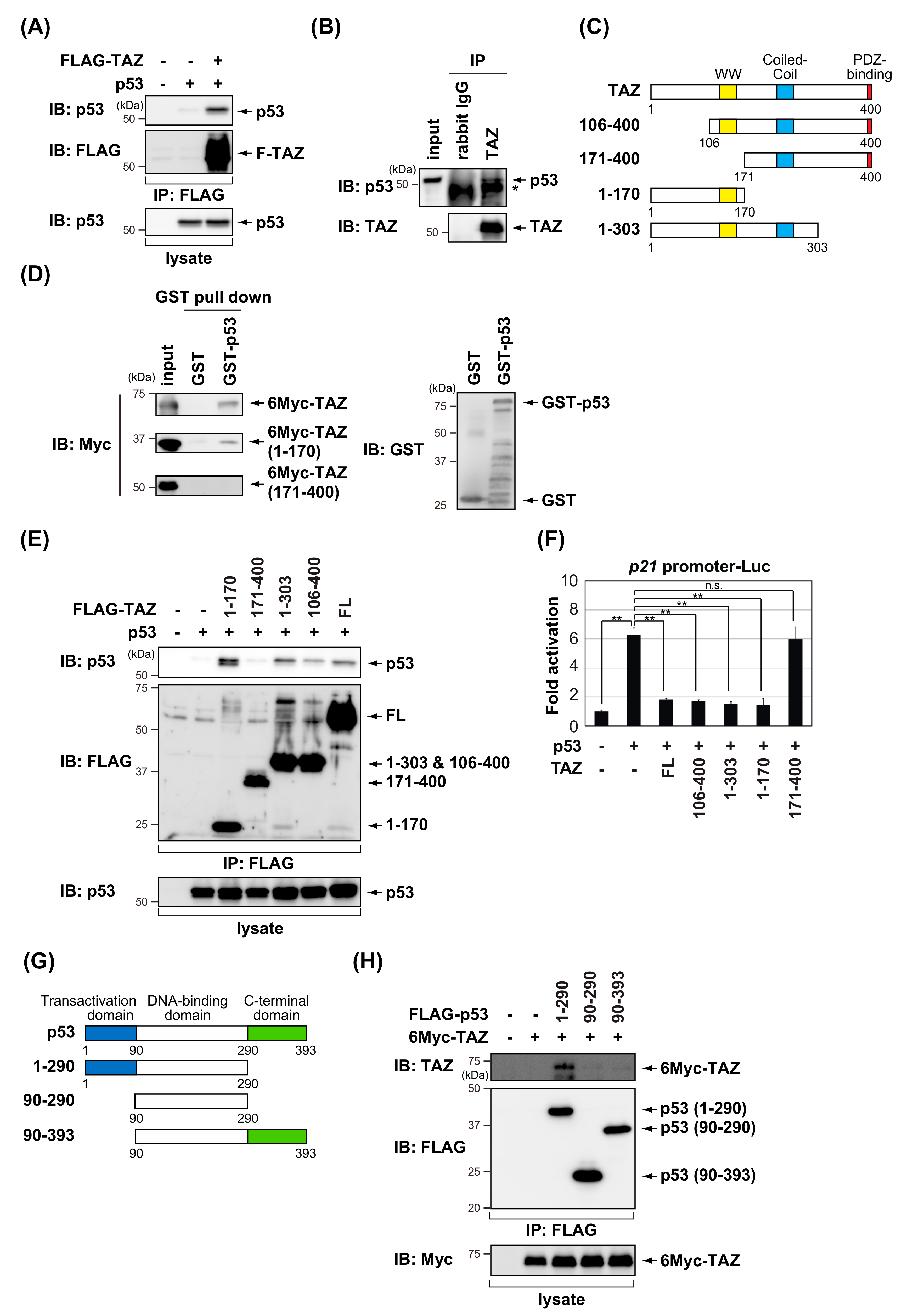 Cells 09 00171 g003 Cells 09 00171 g003