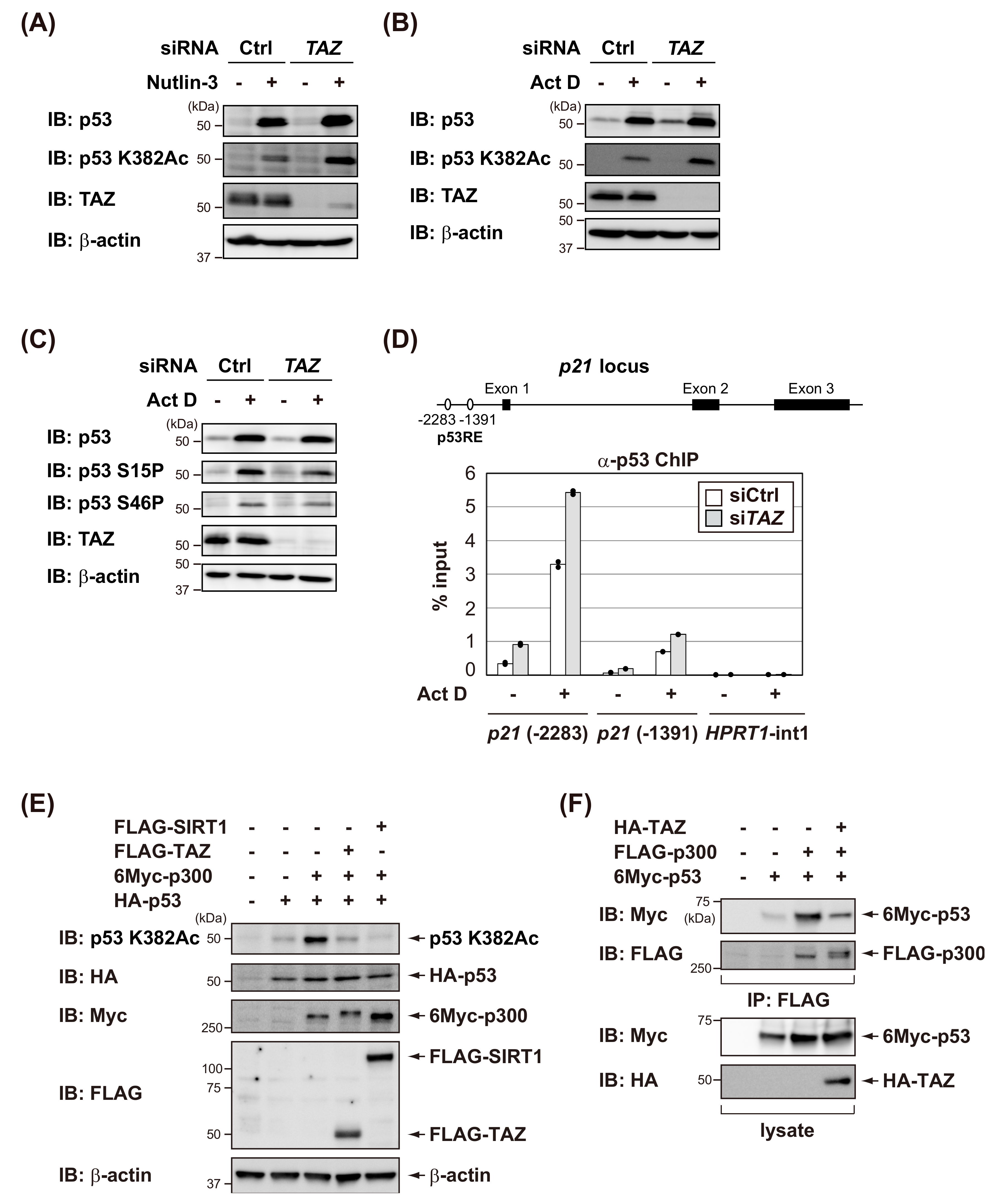 Cells 09 00171 g004 Cells 09 00171 g004