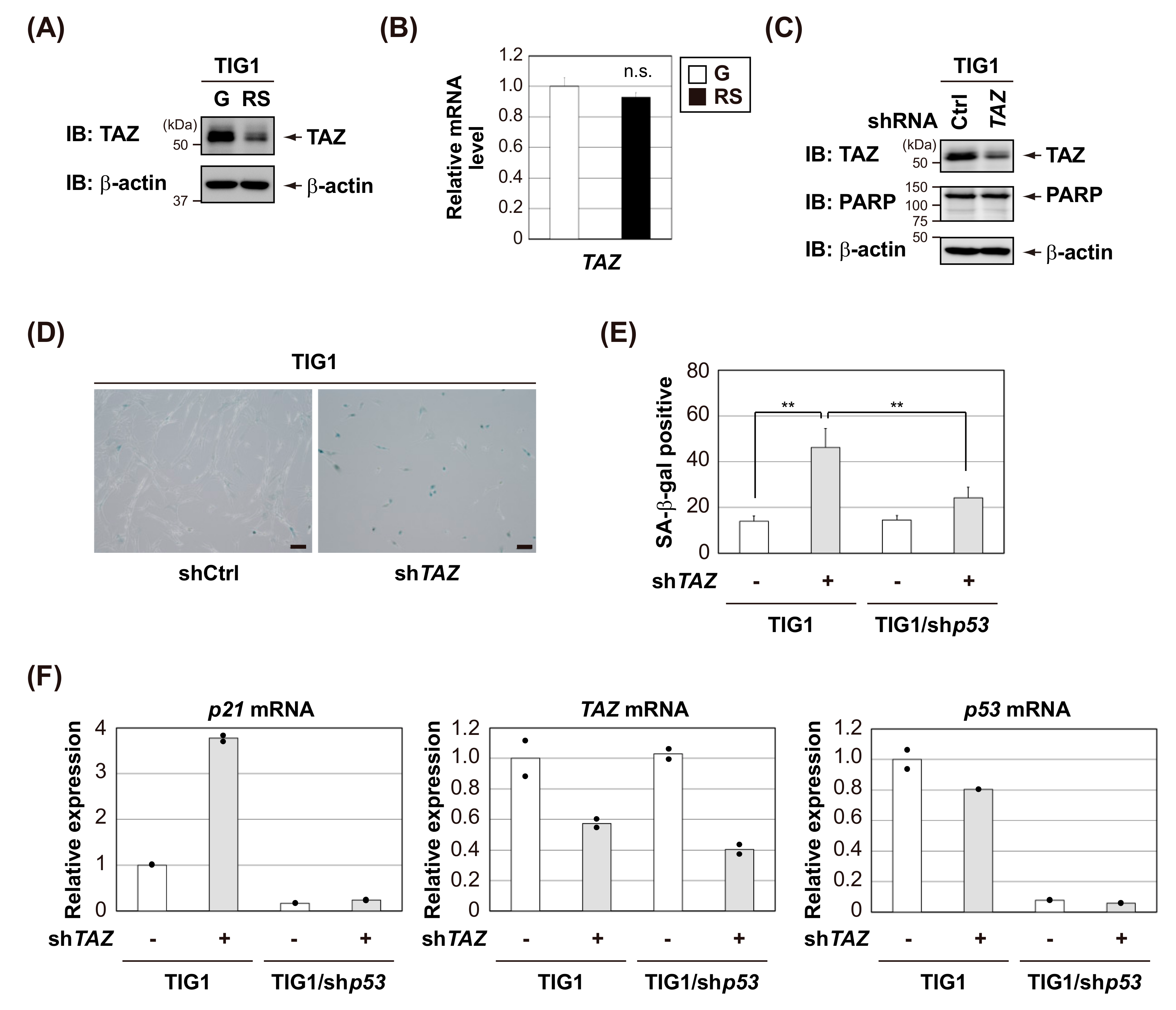 Cells 09 00171 g005 Cells 09 00171 g005