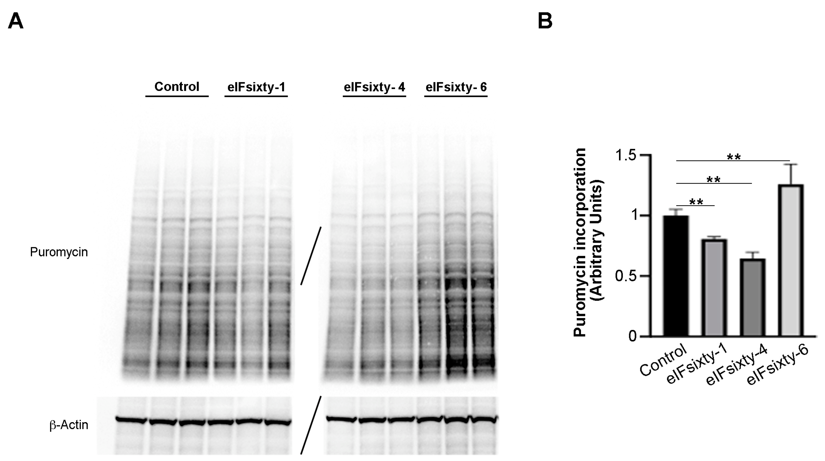Cells 09 00172 g005 Cells 09 00172 g005