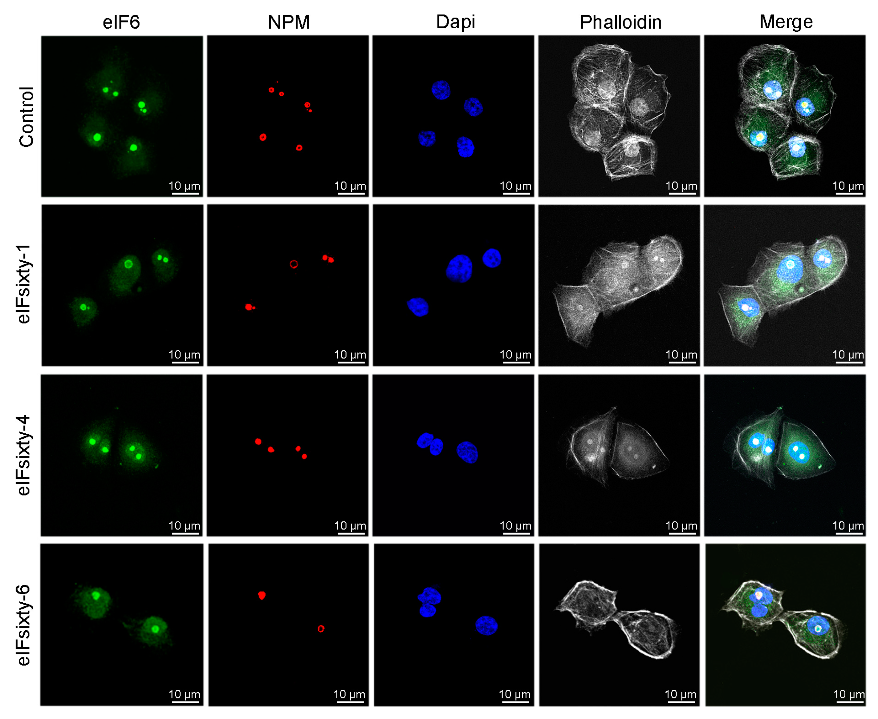 Cells 09 00172 g008 Cells 09 00172 g008