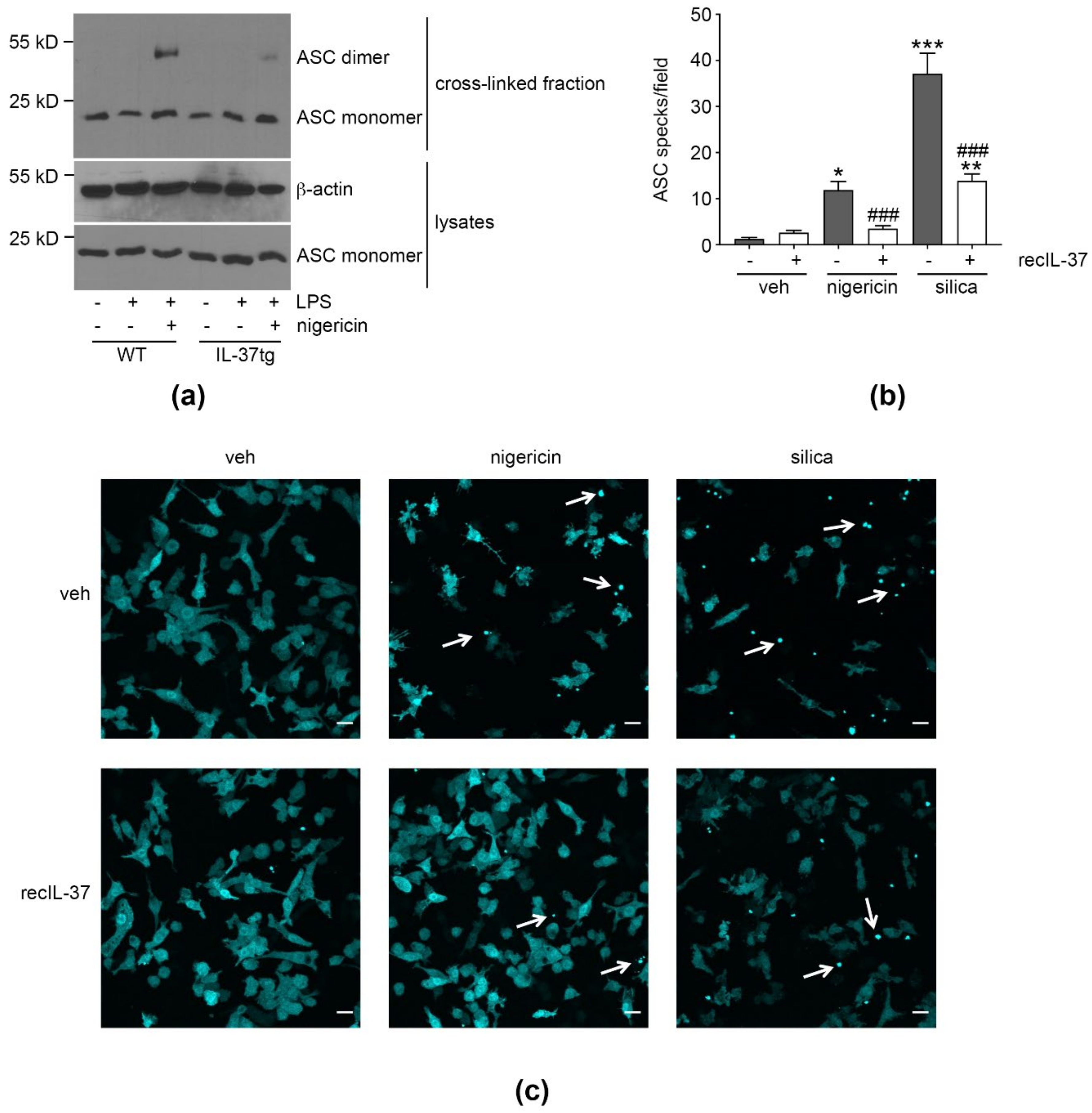Cells 09 00178 g003 Cells 09 00178 g003
