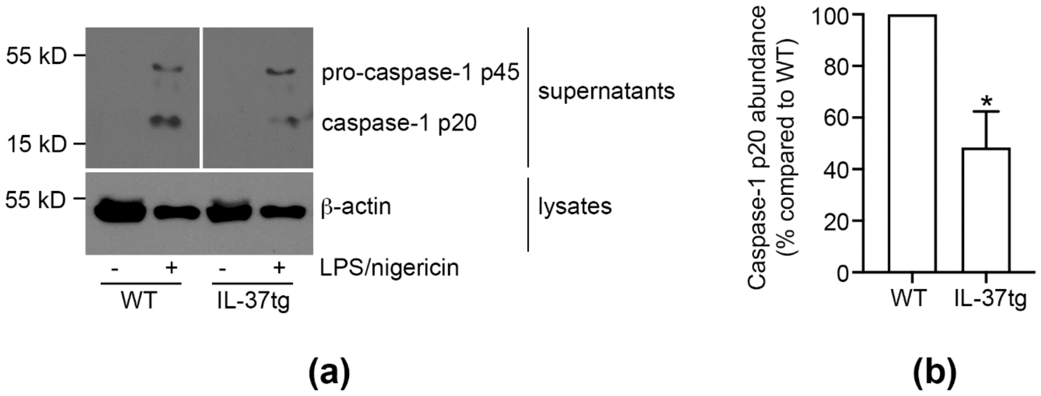 Cells 09 00178 g004 Cells 09 00178 g004