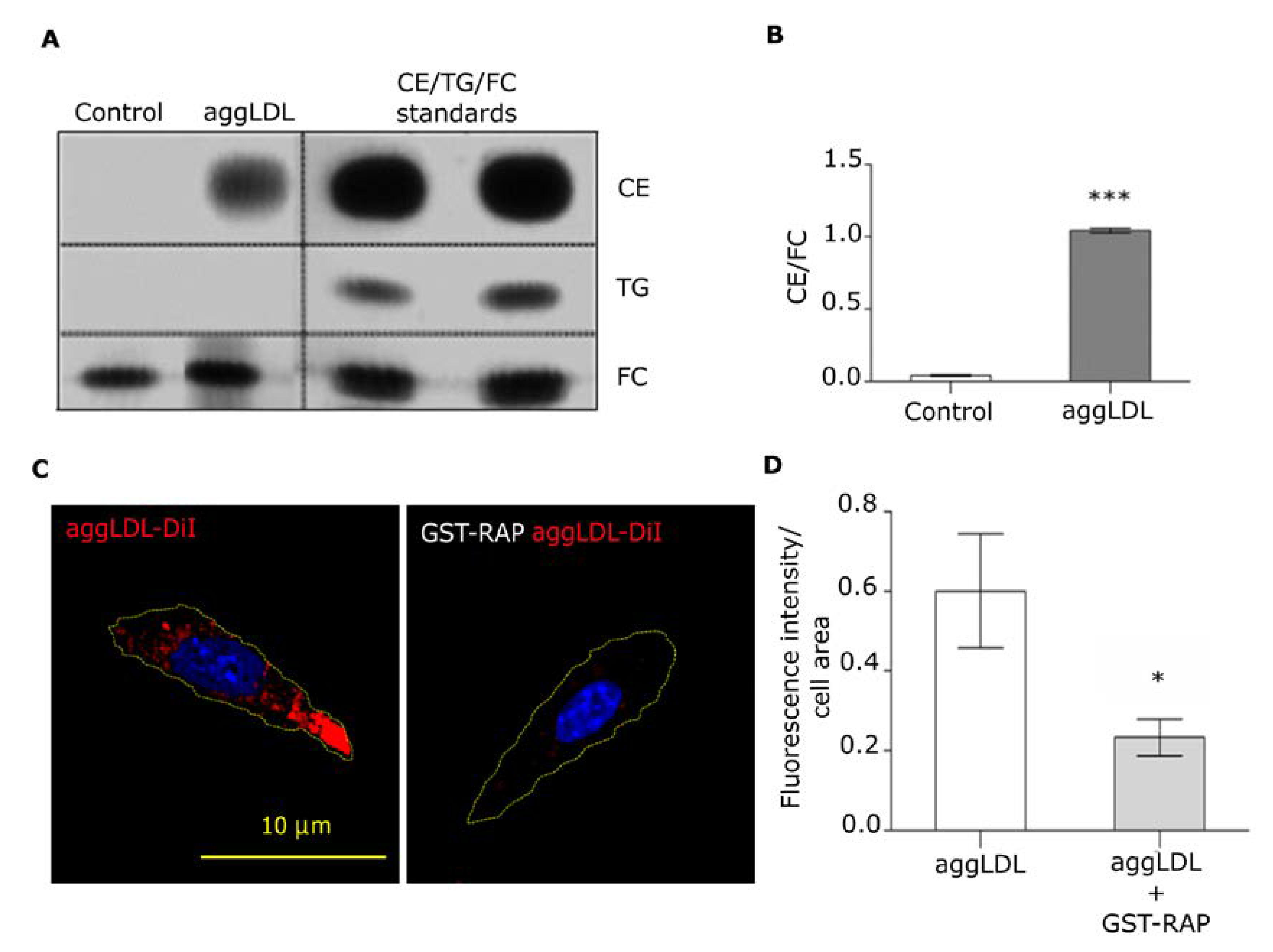 Cells 09 00182 g001