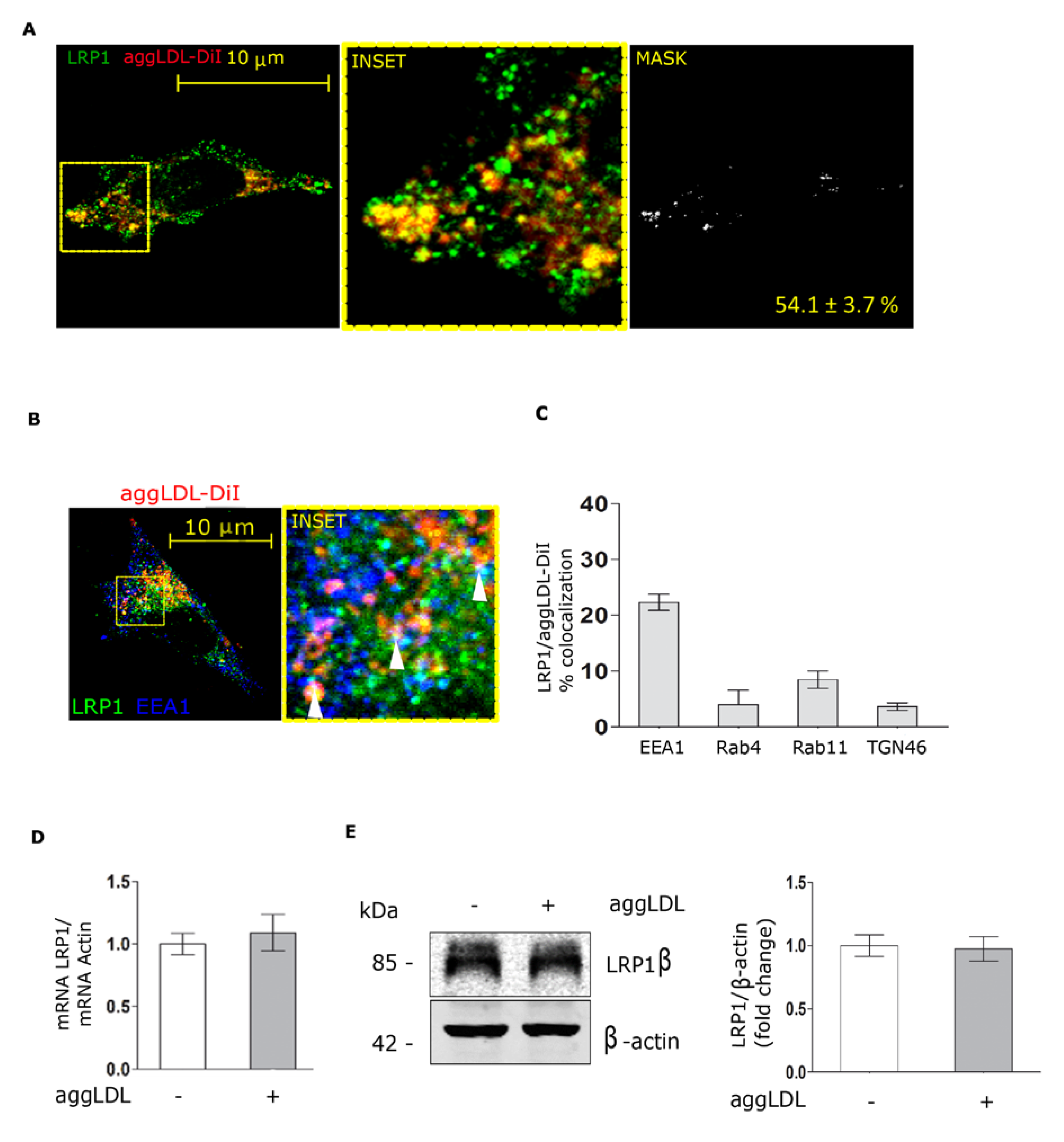 Cells 09 00182 g002