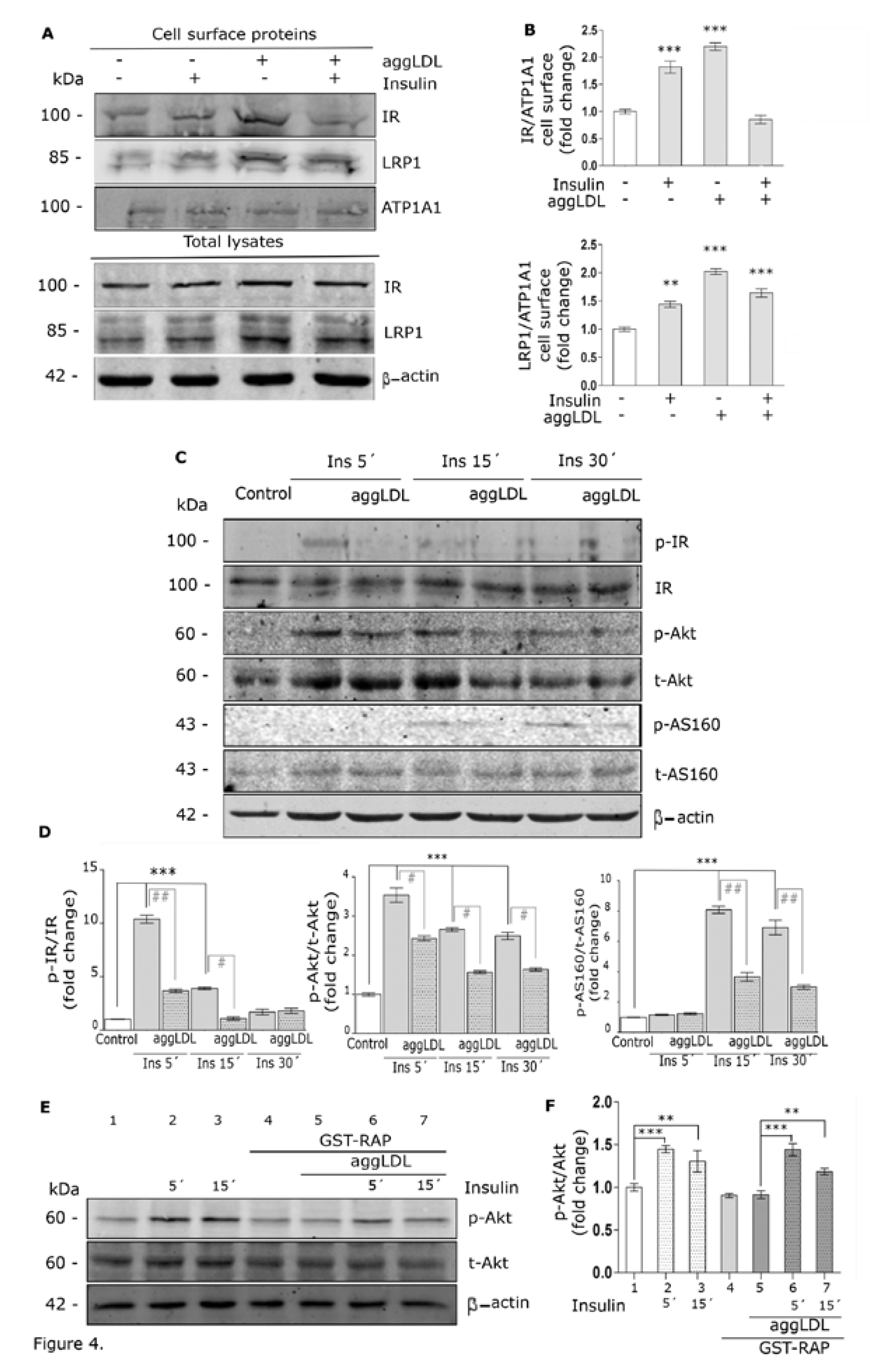 Cells 09 00182 g004