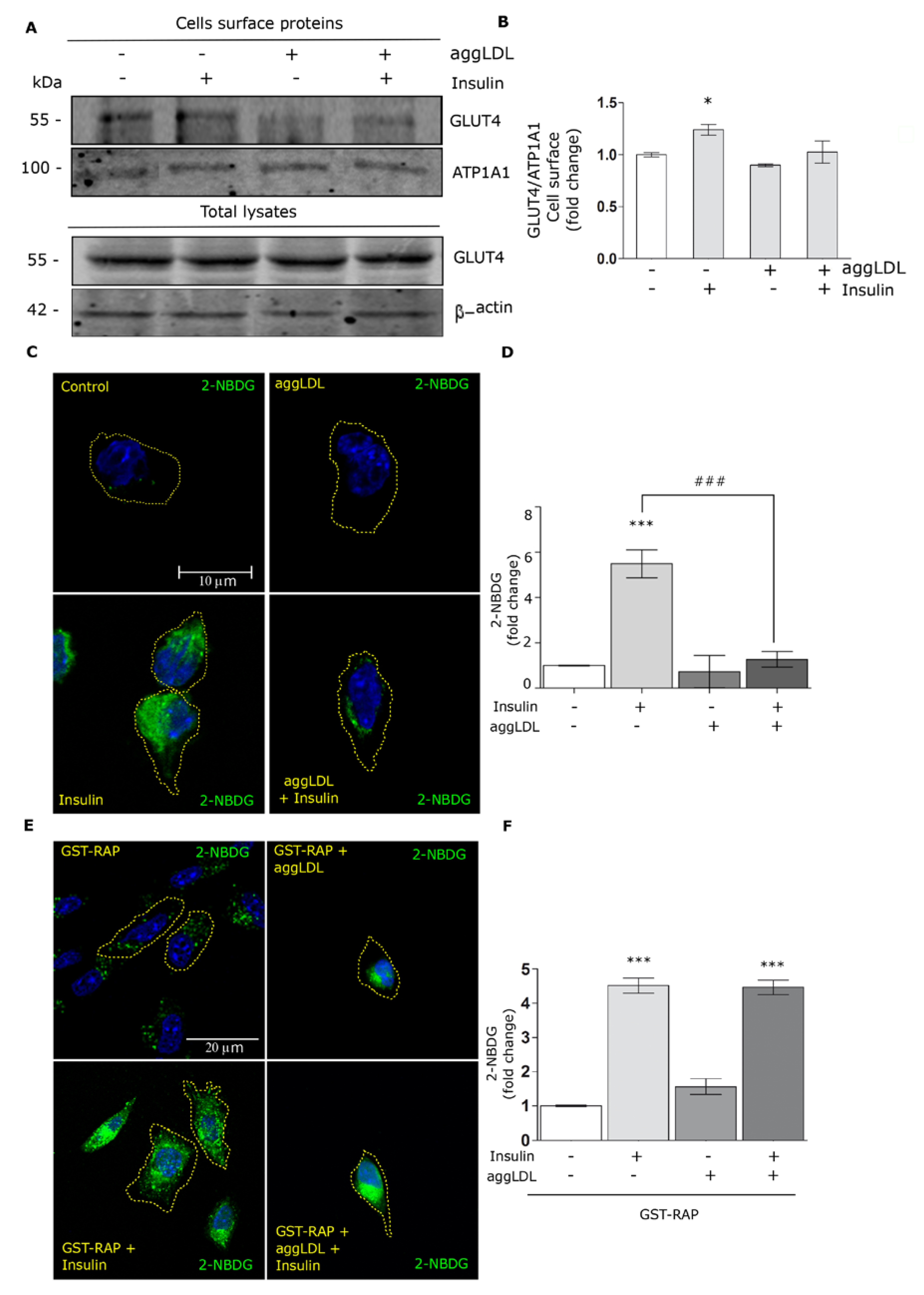 Cells 09 00182 g005