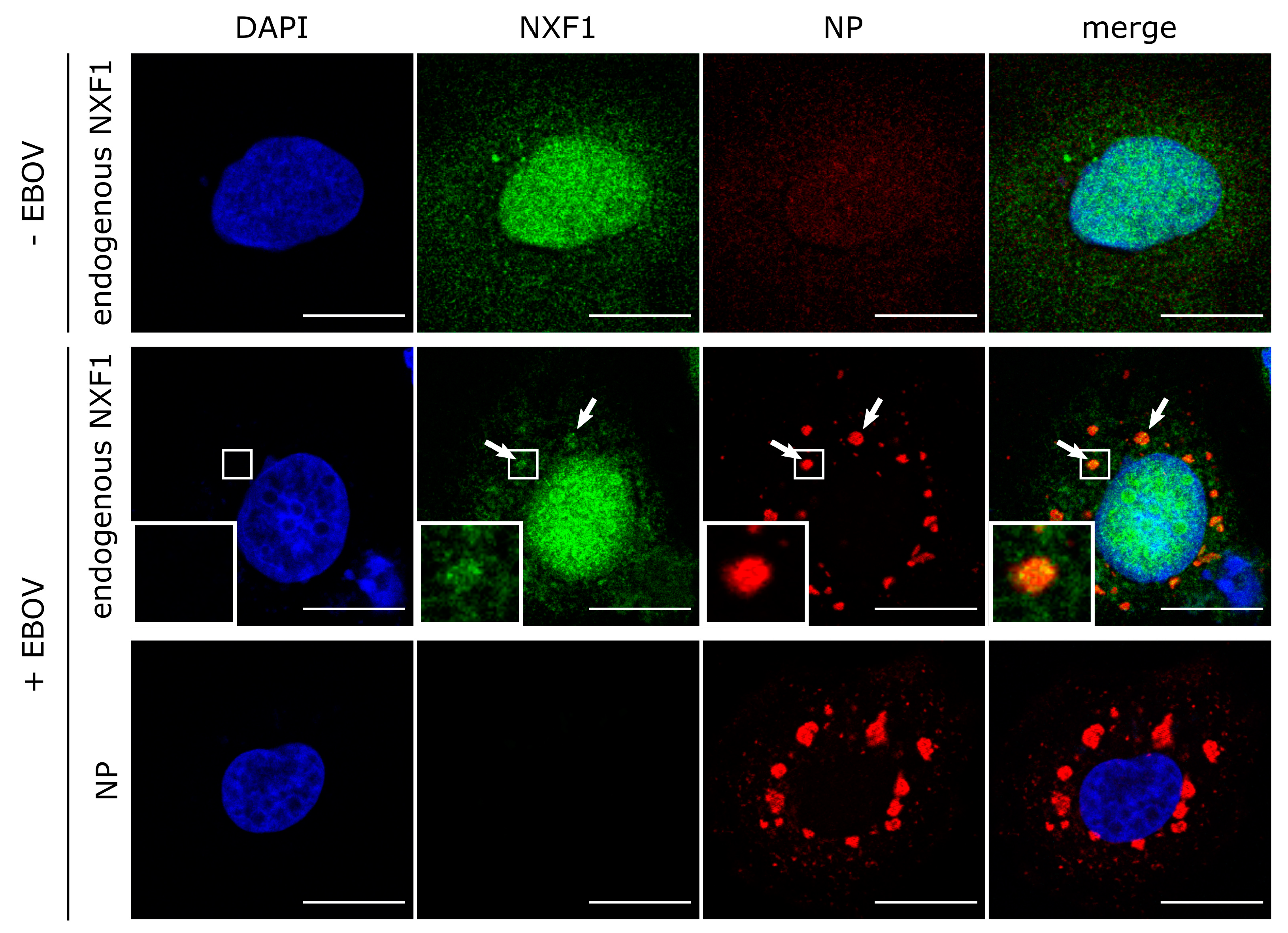 Cells 09 00187 g006 Cells 09 00187 g006