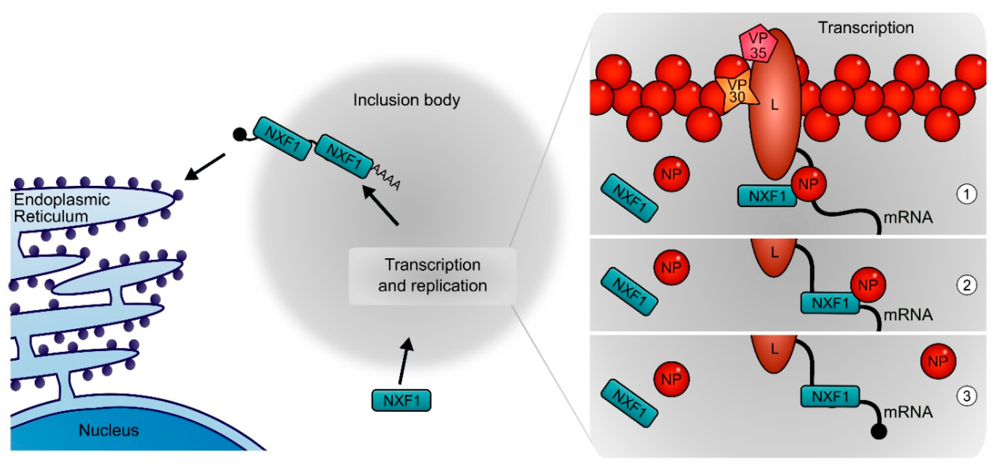 Cells 09 00187 g008 Cells 09 00187 g008
