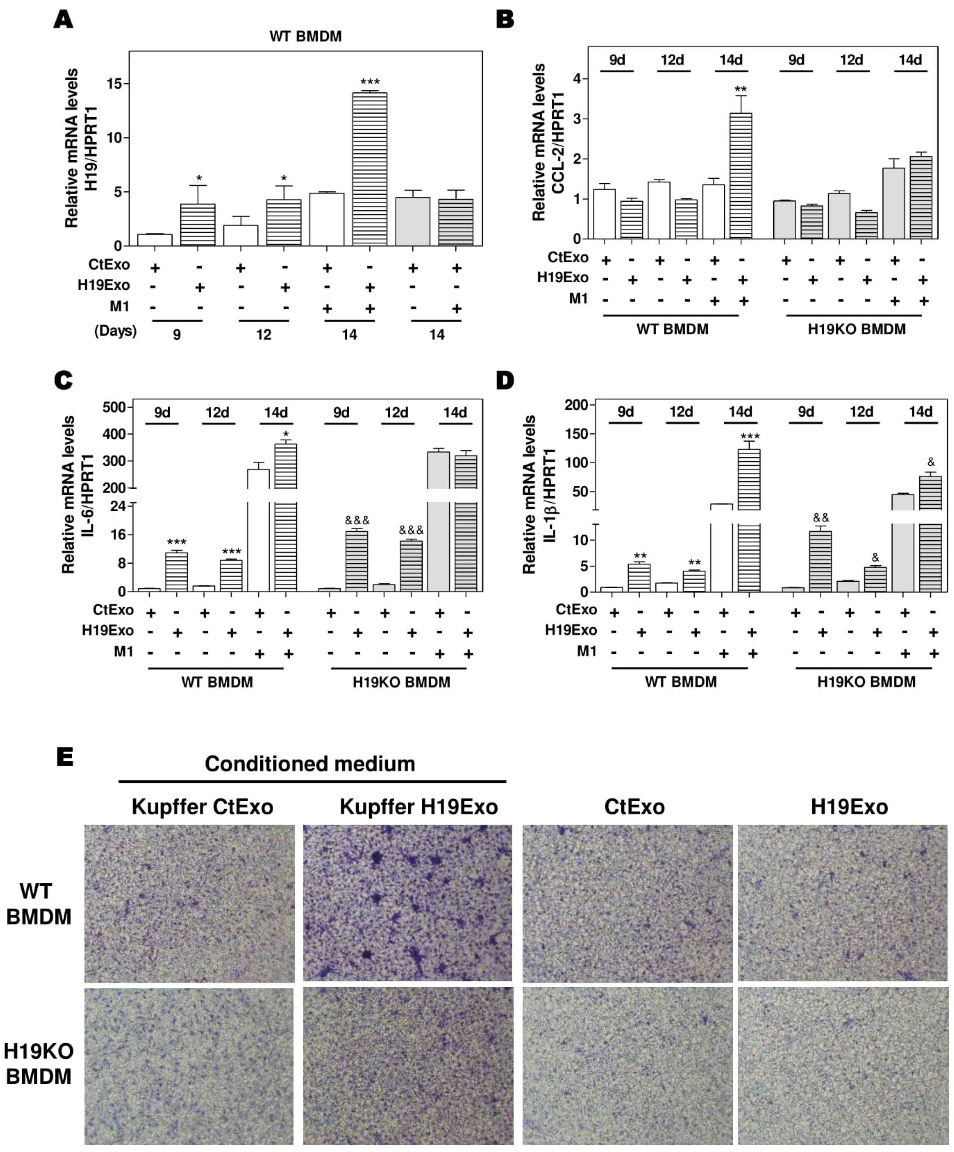 Cells 09 00190 g003 Cells 09 00190 g003
