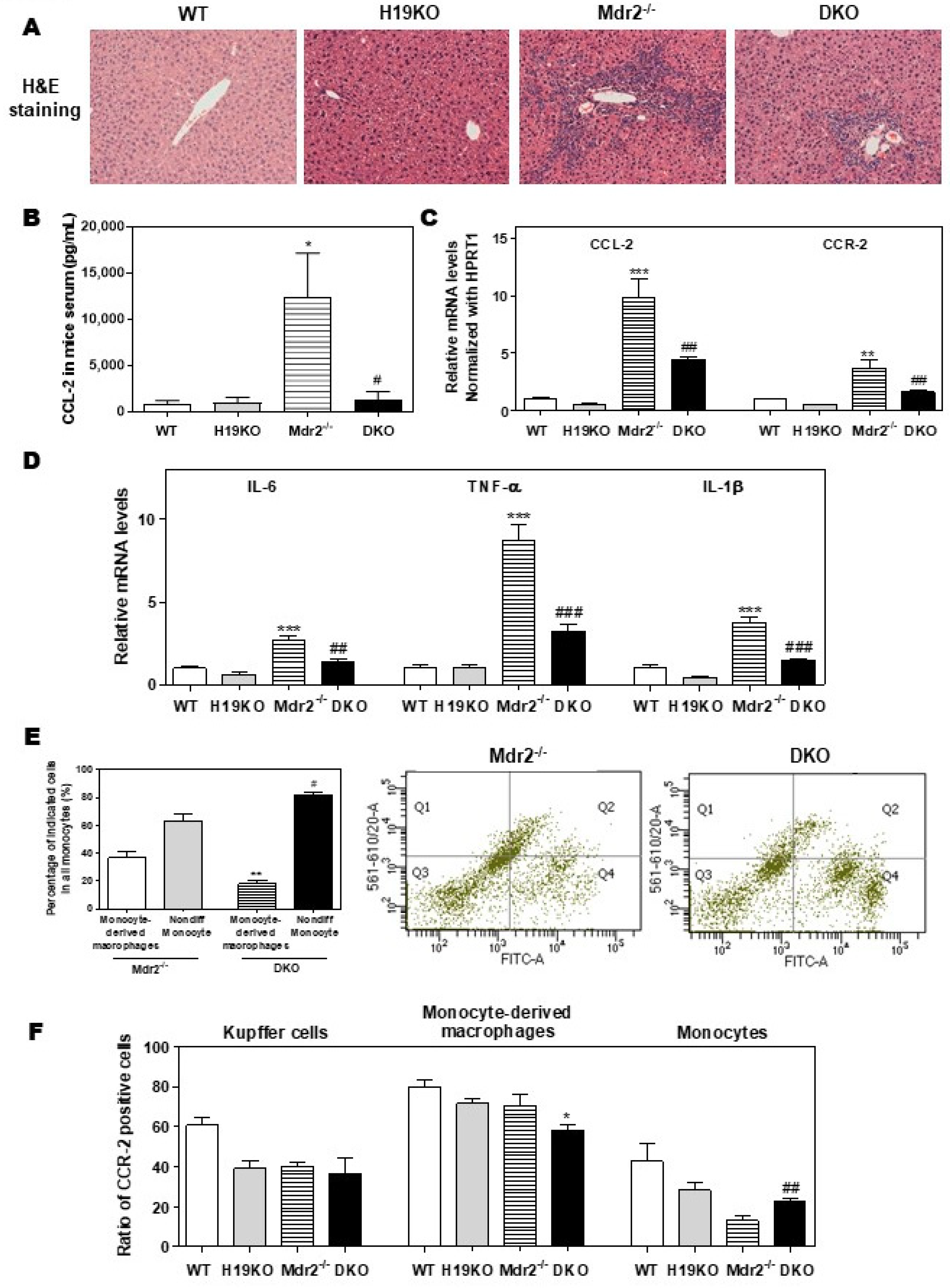 Cells 09 00190 g005 Cells 09 00190 g005