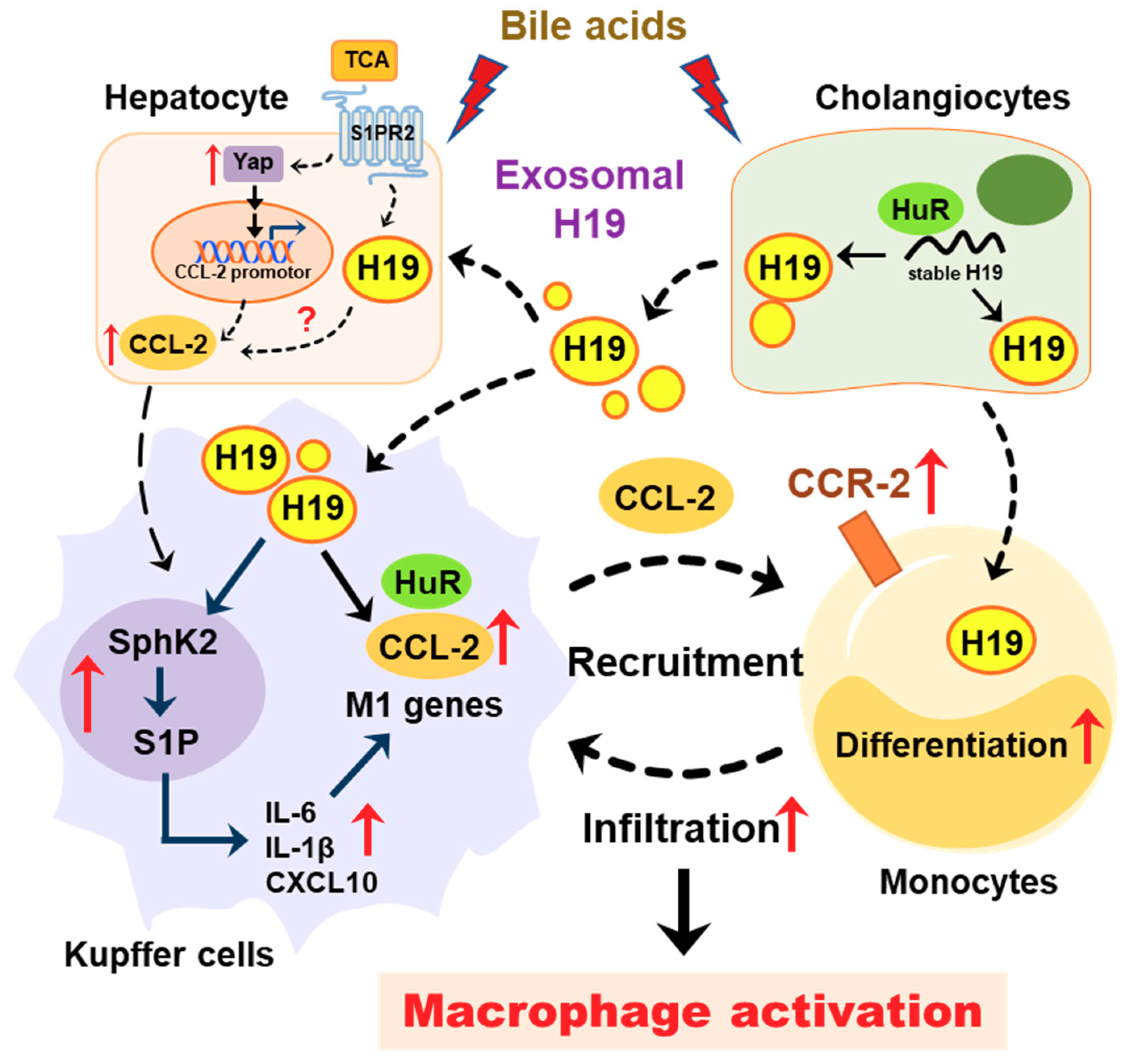 Cells 09 00190 g008 Cells 09 00190 g008
