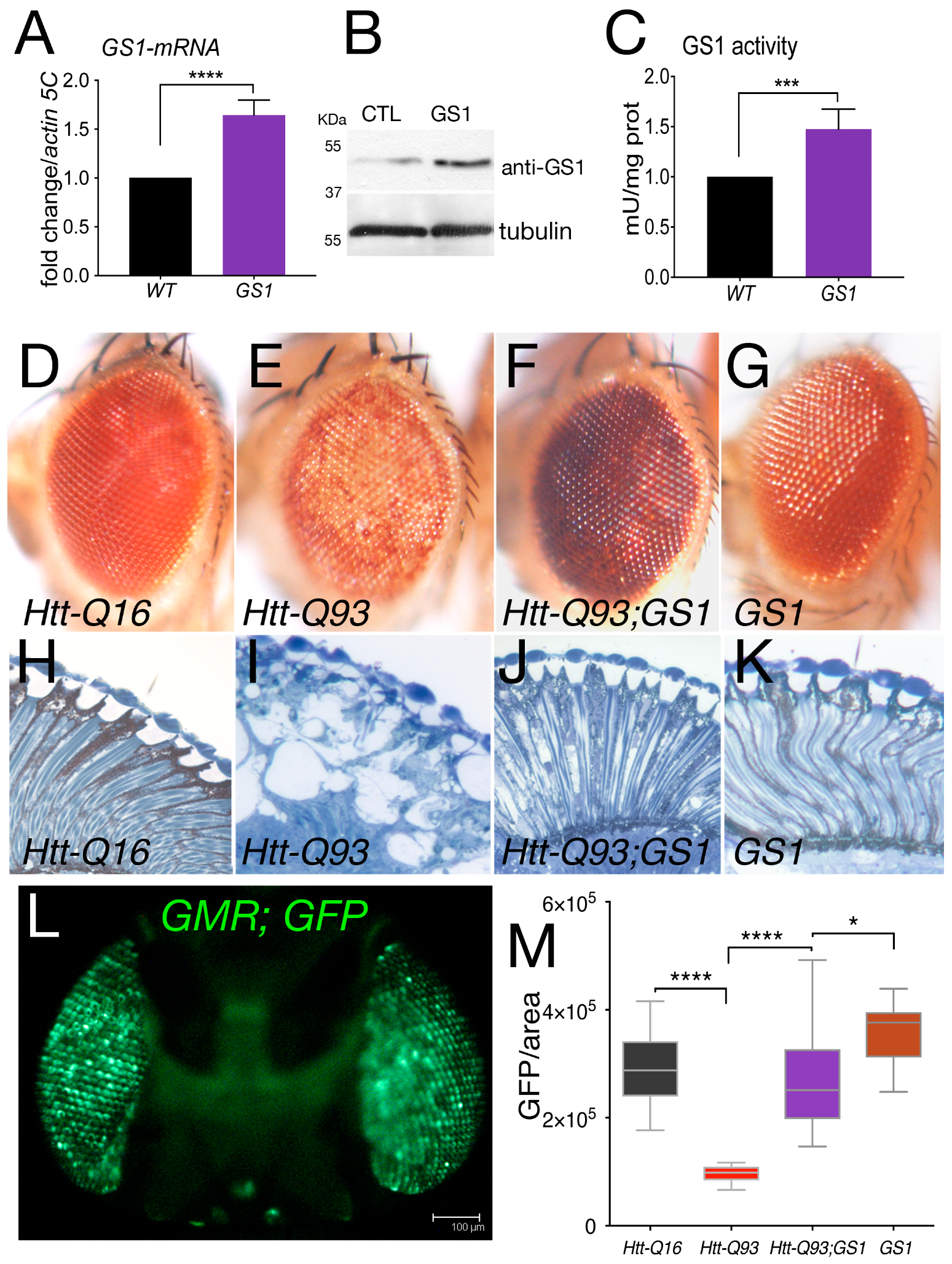 Cells 09 00196 g001 Cells 09 00196 g001