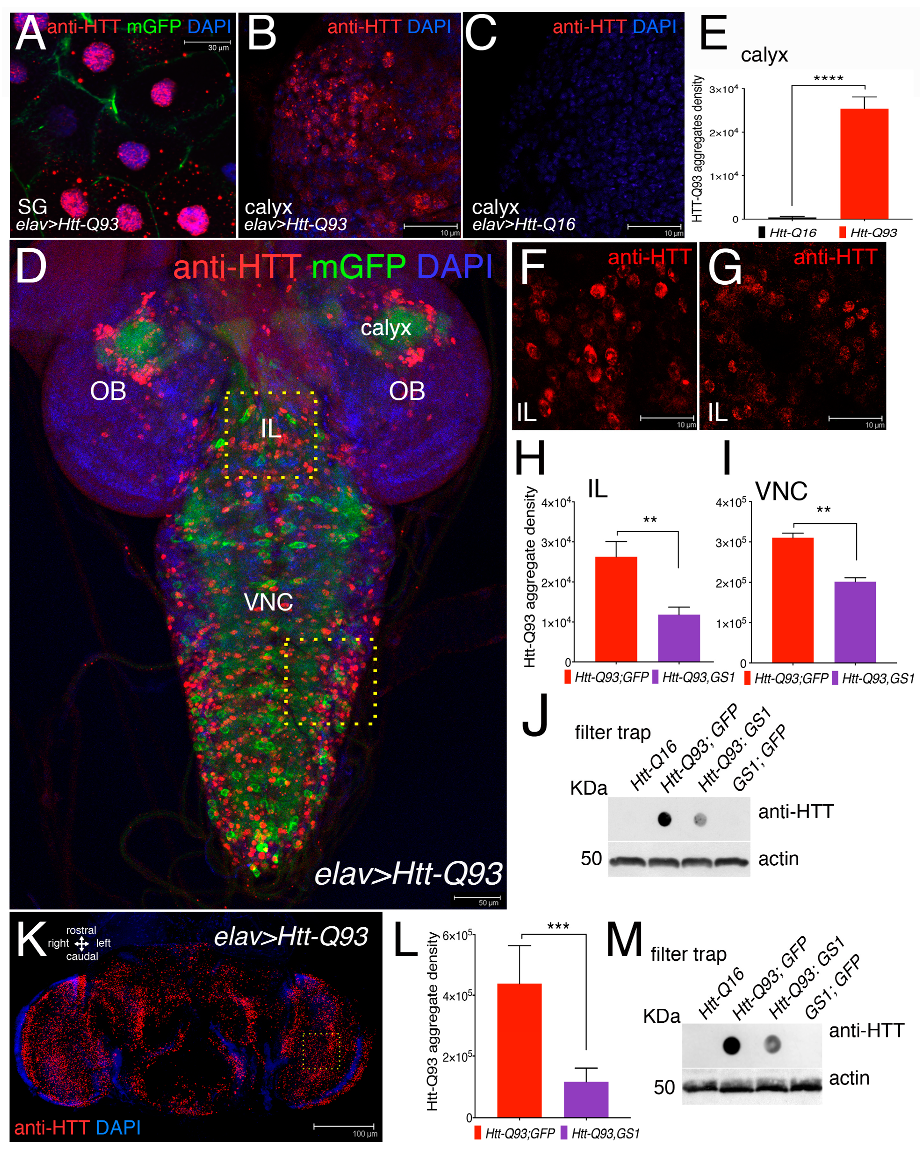 Cells 09 00196 g003 Cells 09 00196 g003