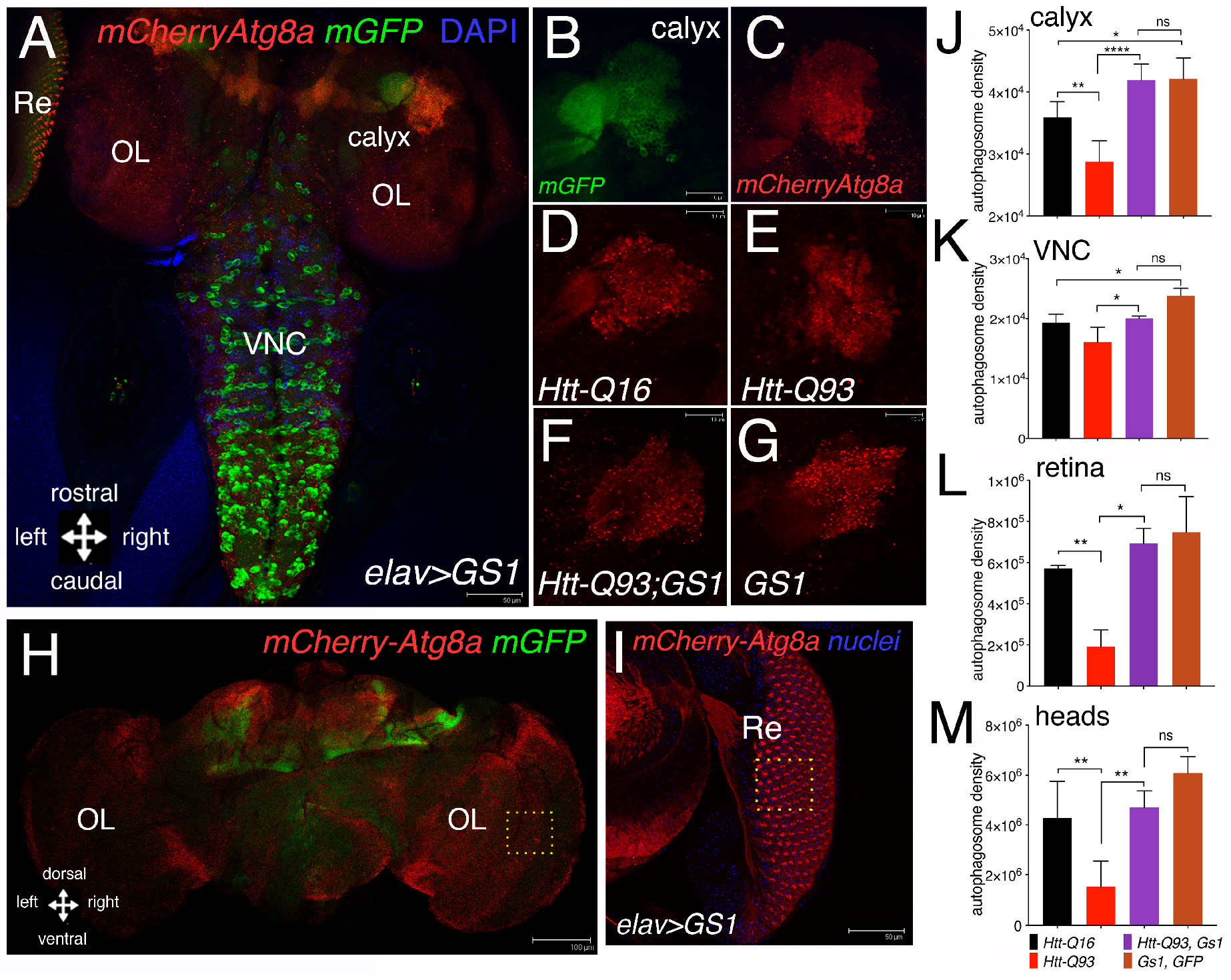 Cells 09 00196 g004 Cells 09 00196 g004