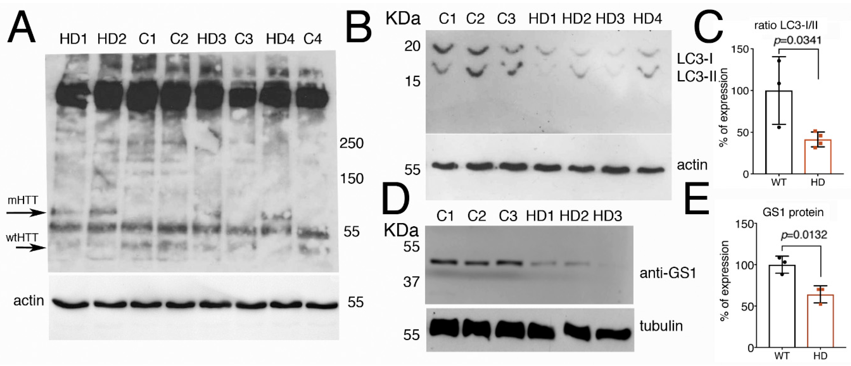 Cells 09 00196 g008 Cells 09 00196 g008