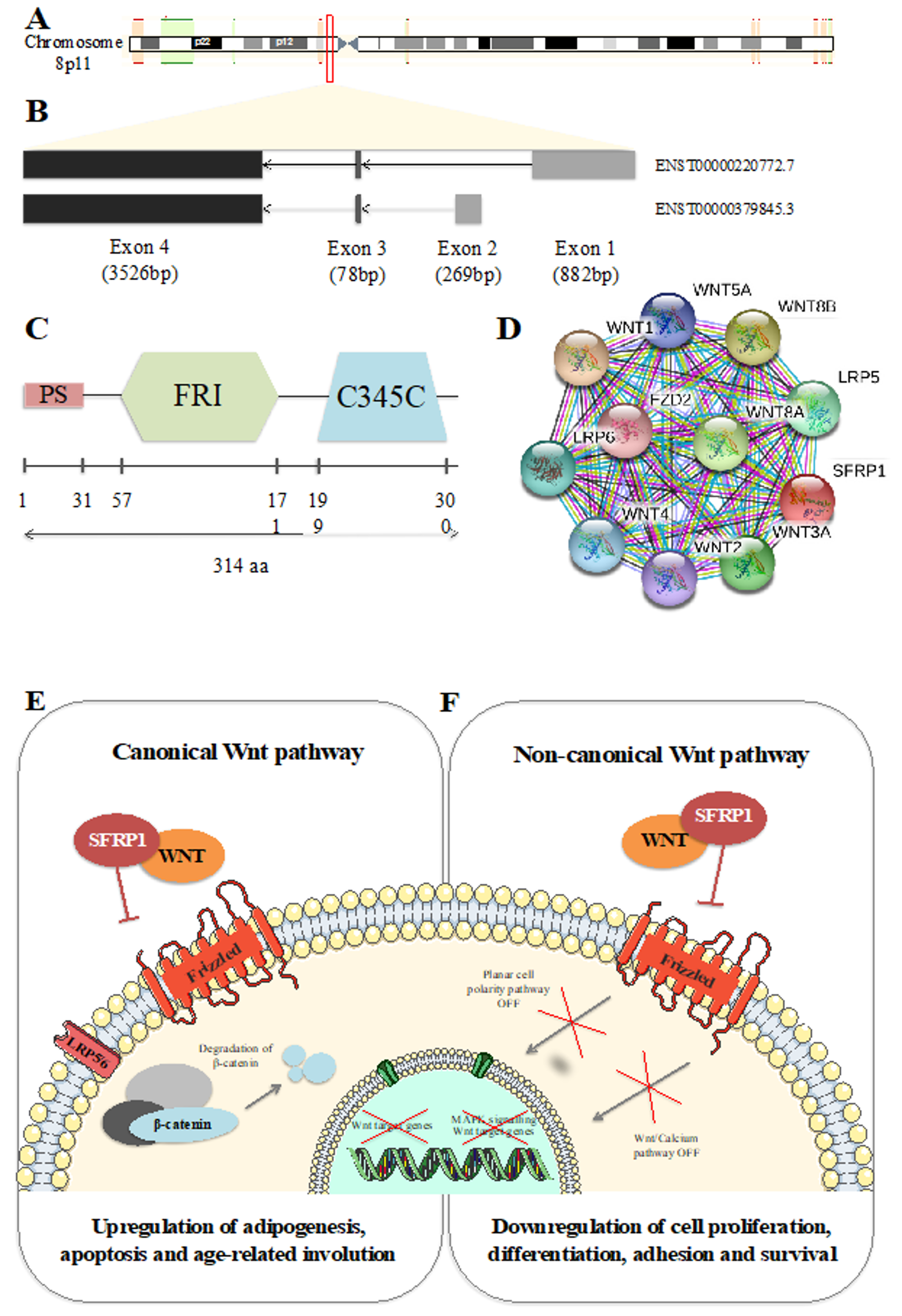 Cells 09 00208 g001 Cells 09 00208 g001