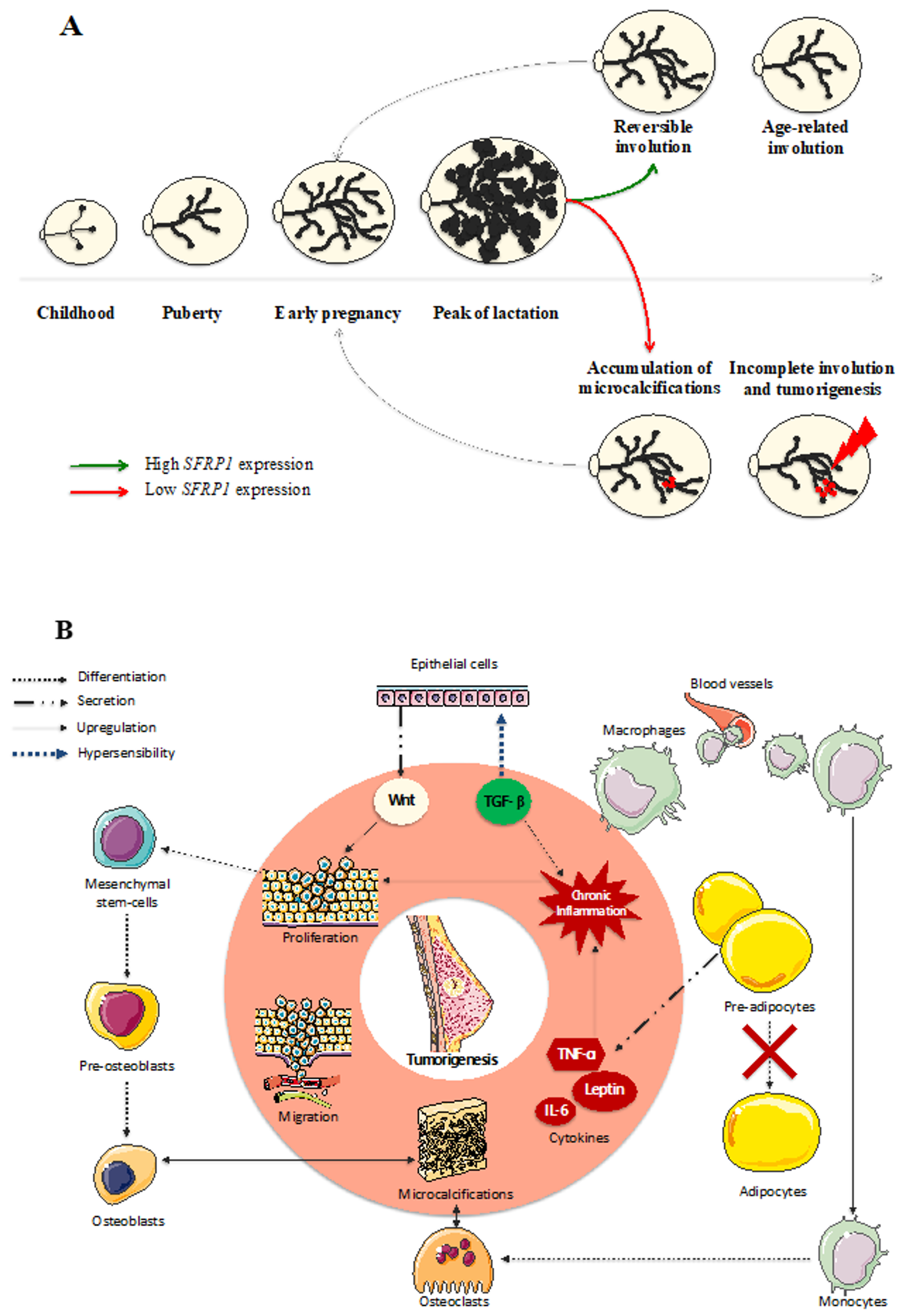 Cells 09 00208 g002 Cells 09 00208 g002