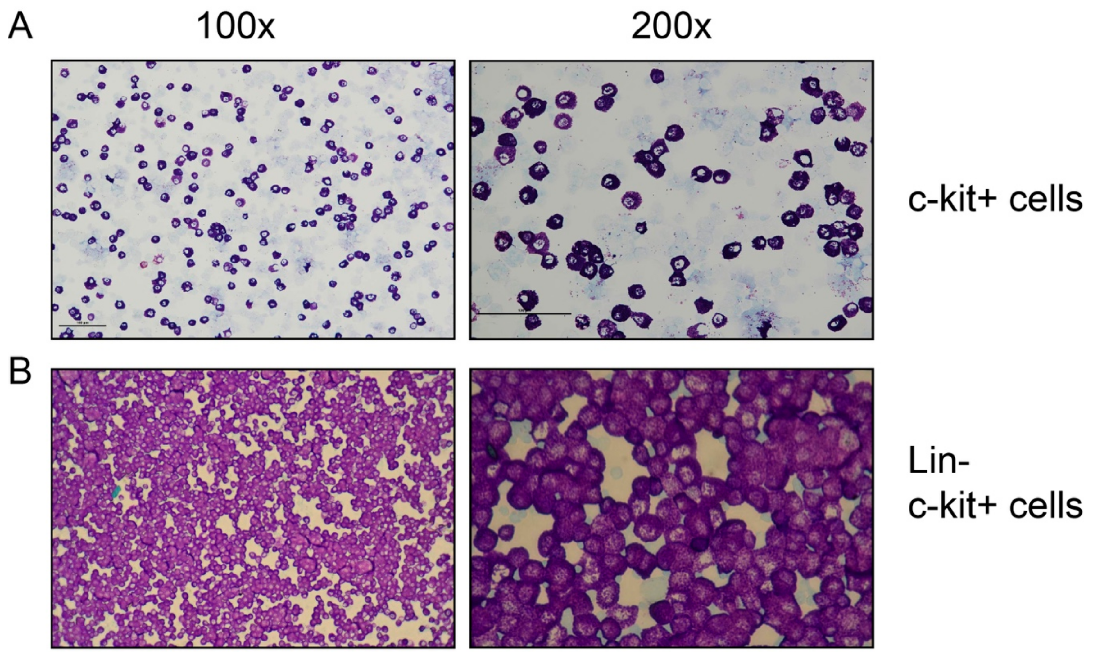 Cells 09 00211 g001 Cells 09 00211 g001