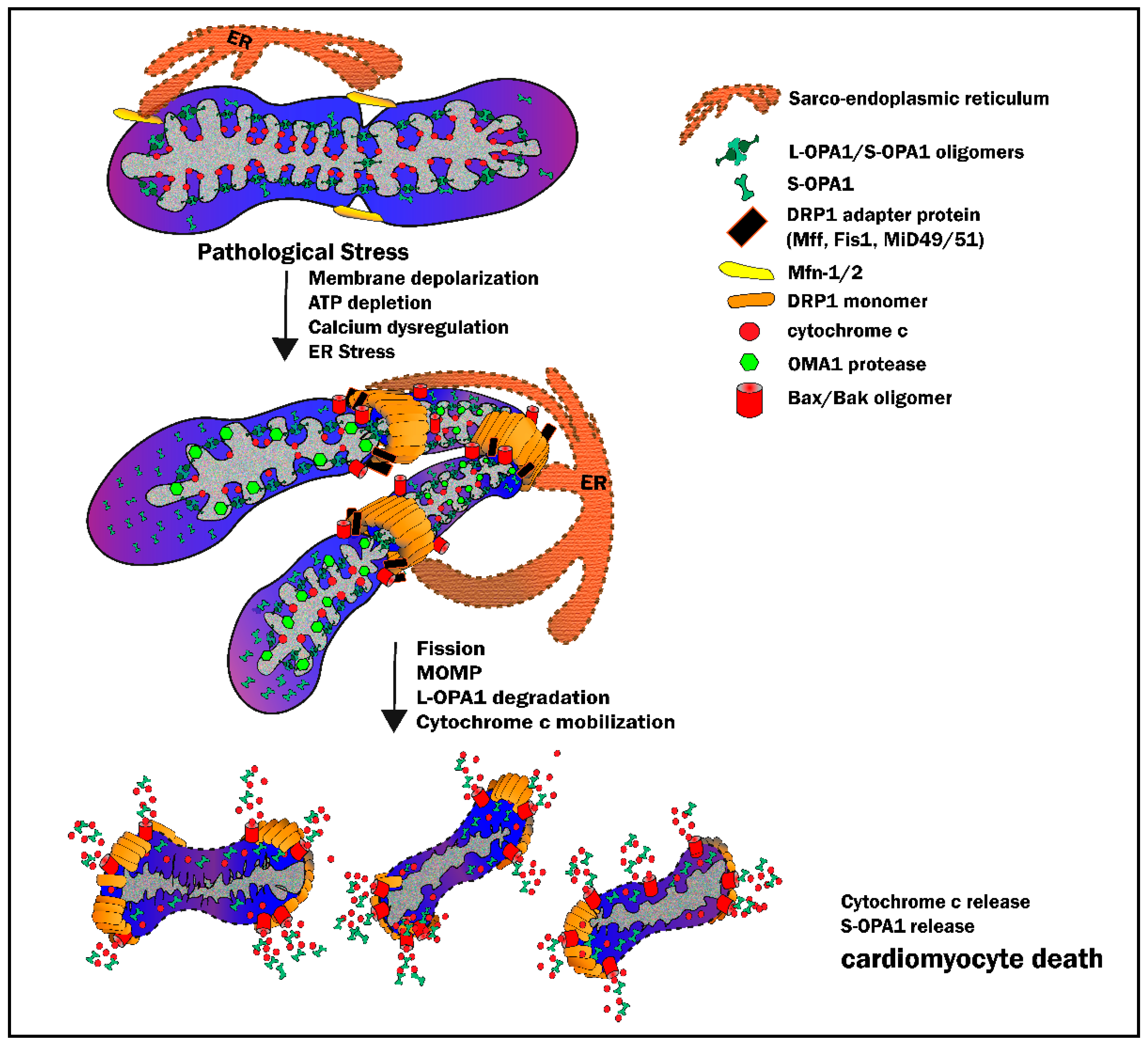 Cells 09 00214 g004