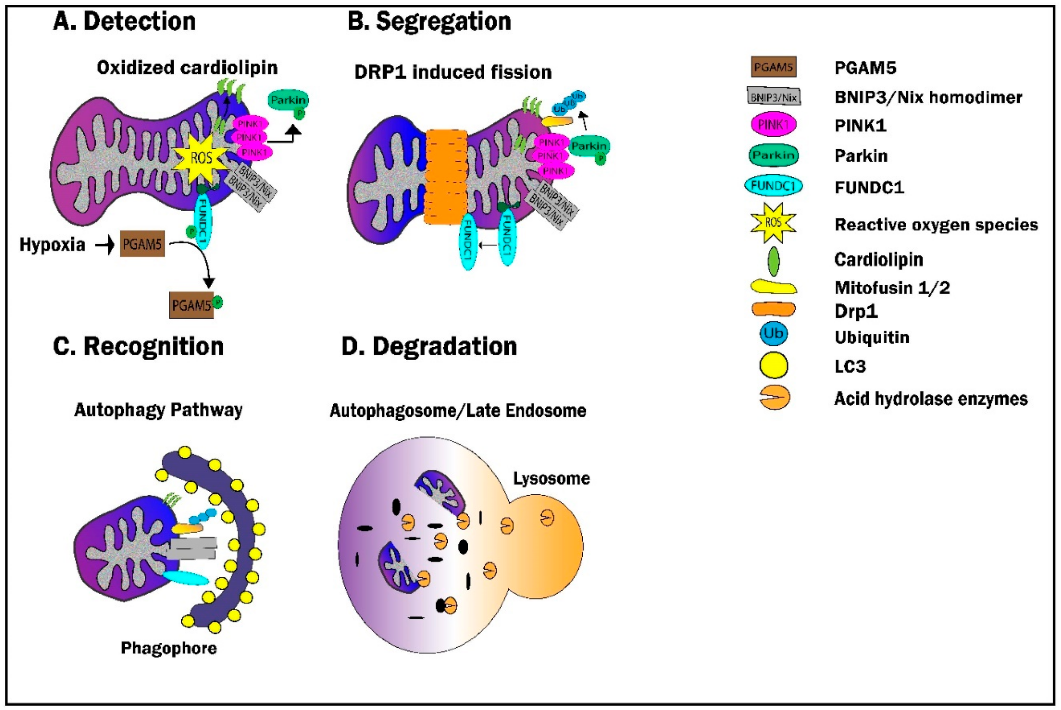Cells 09 00214 g006