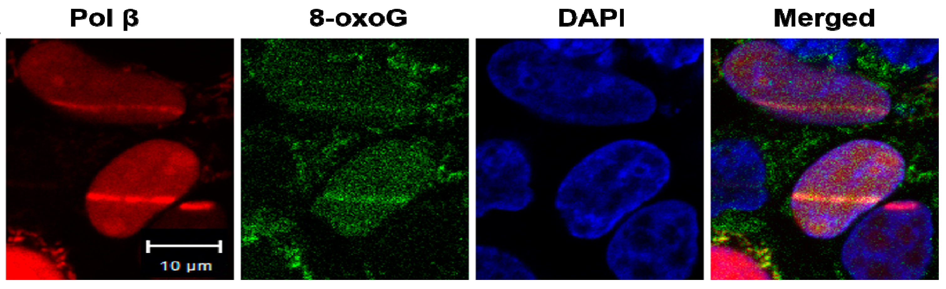 Cells 09 00225 g003 Cells 09 00225 g003
