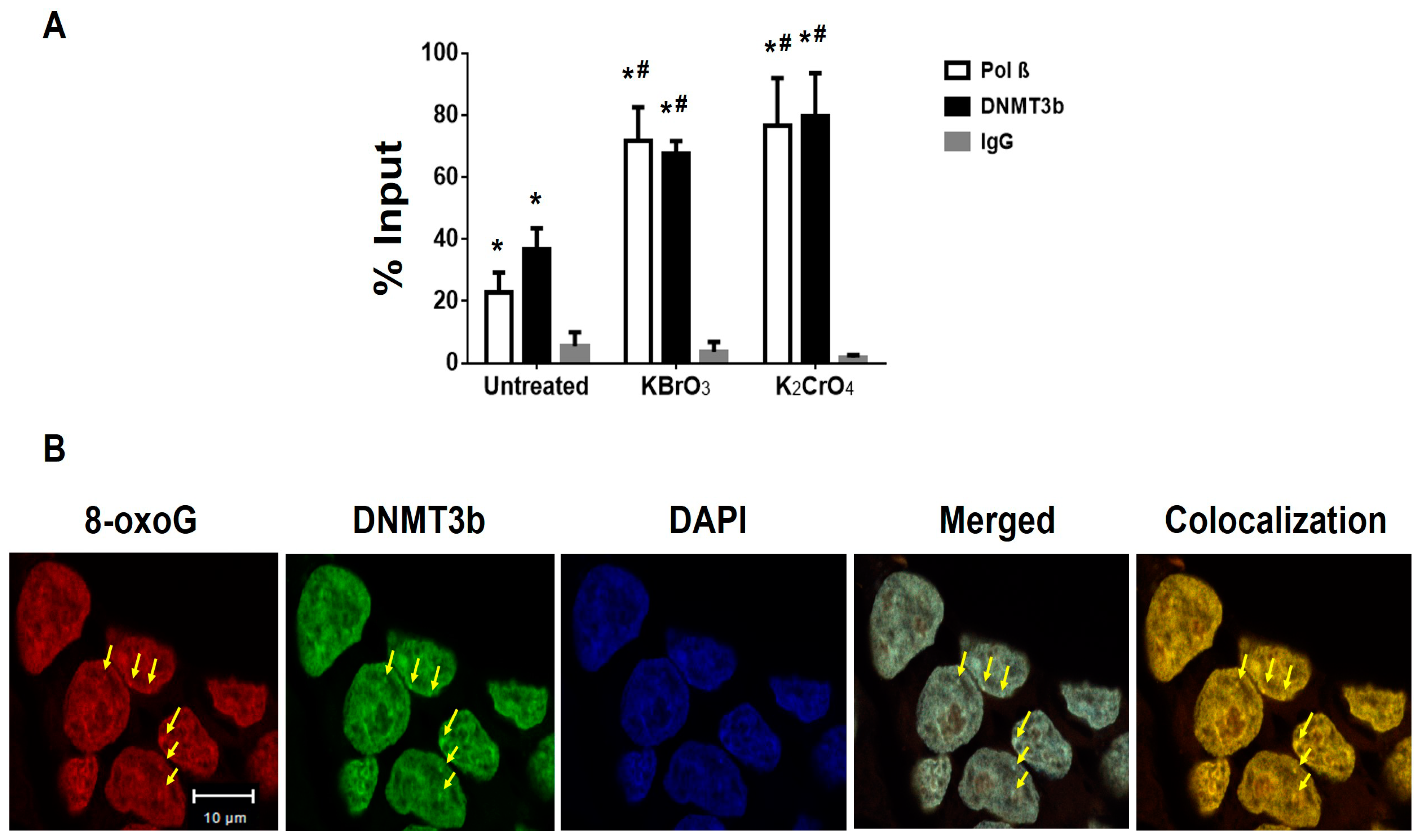 Cells 09 00225 g004 Cells 09 00225 g004