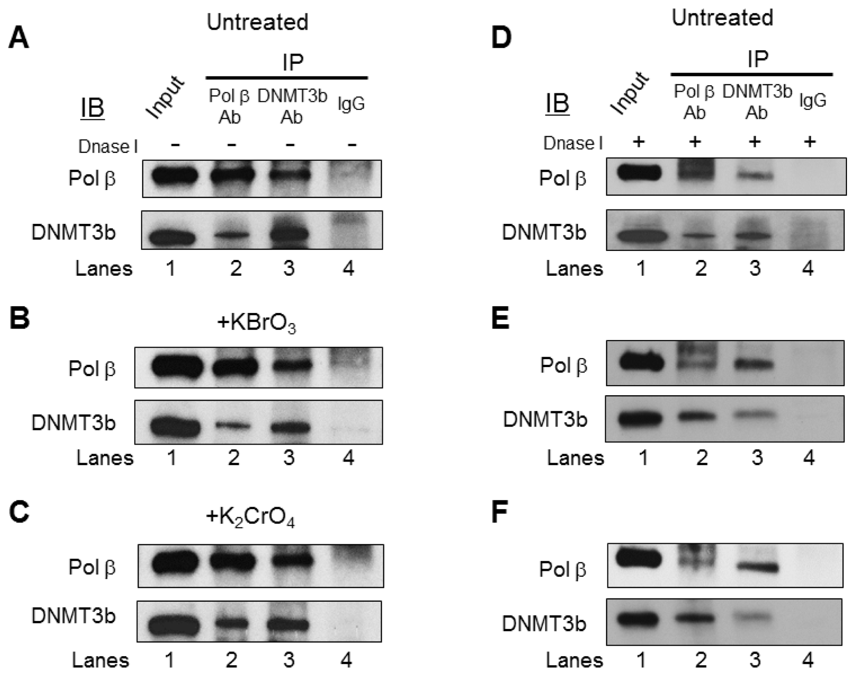 Cells 09 00225 g005 Cells 09 00225 g005