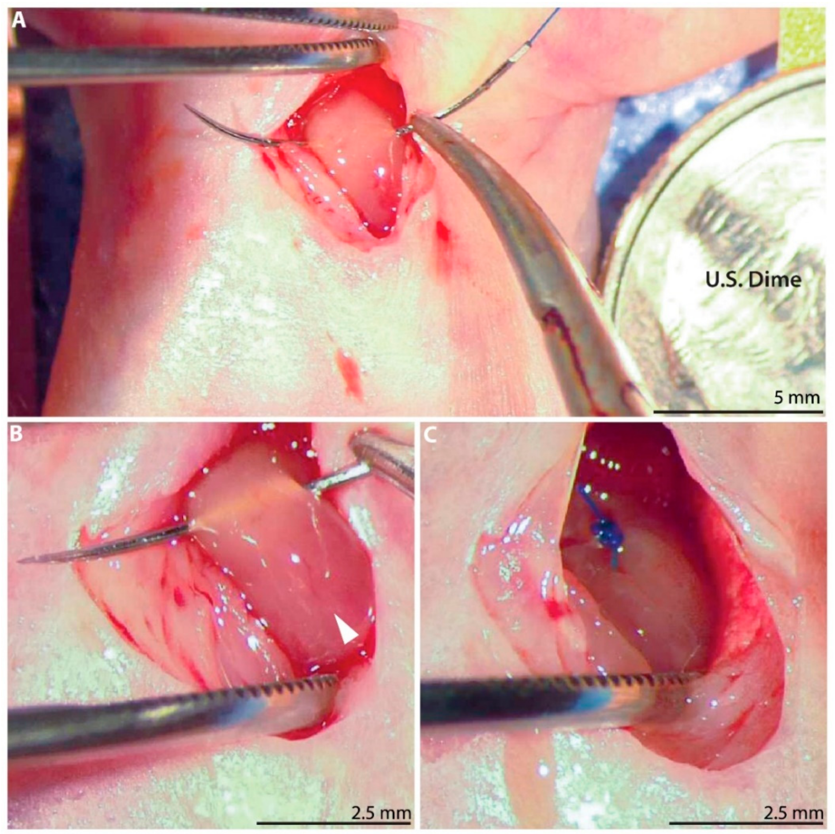 Cells 09 00229 g001 Cells 09 00229 g001
