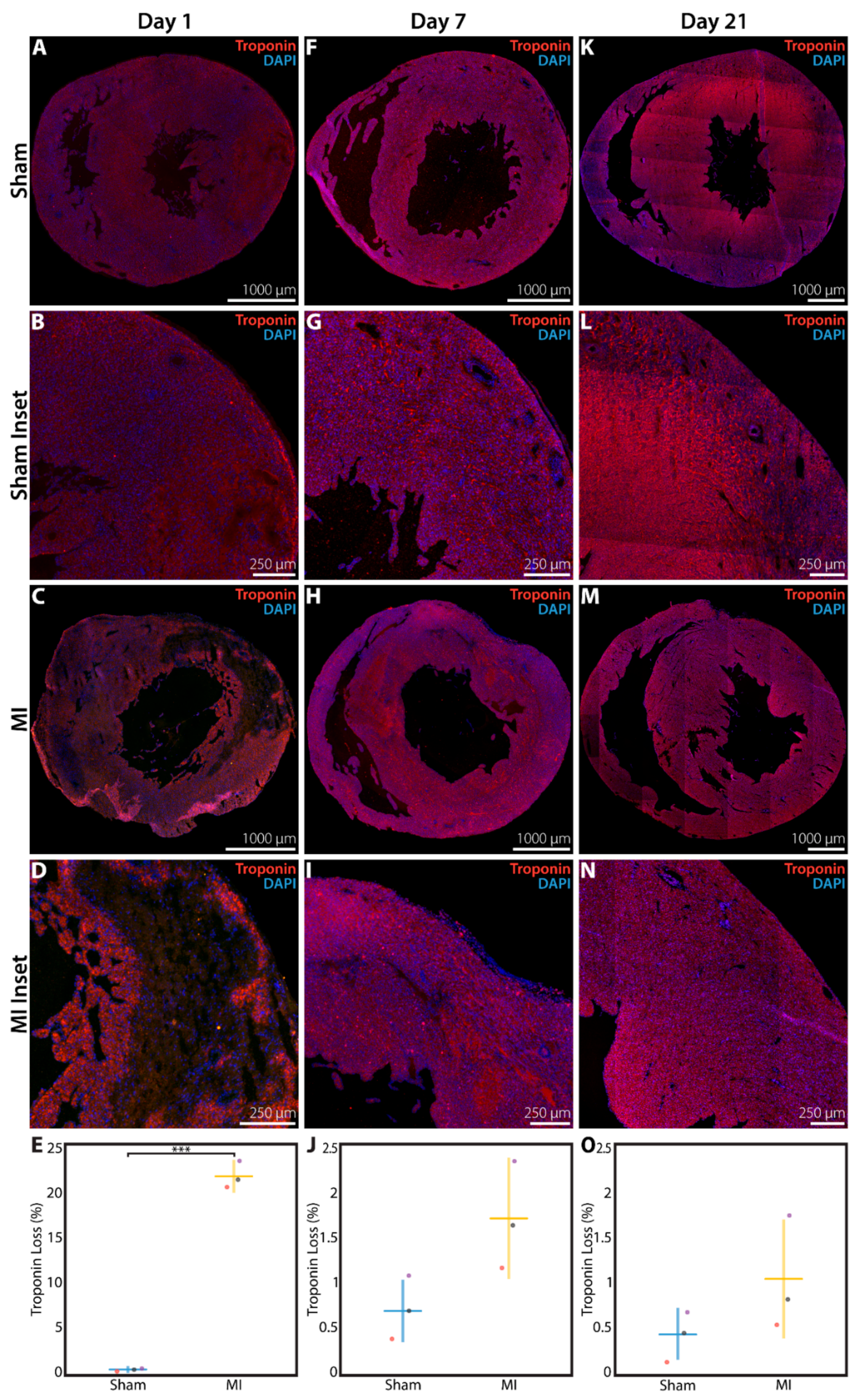 Cells 09 00229 g003 Cells 09 00229 g003