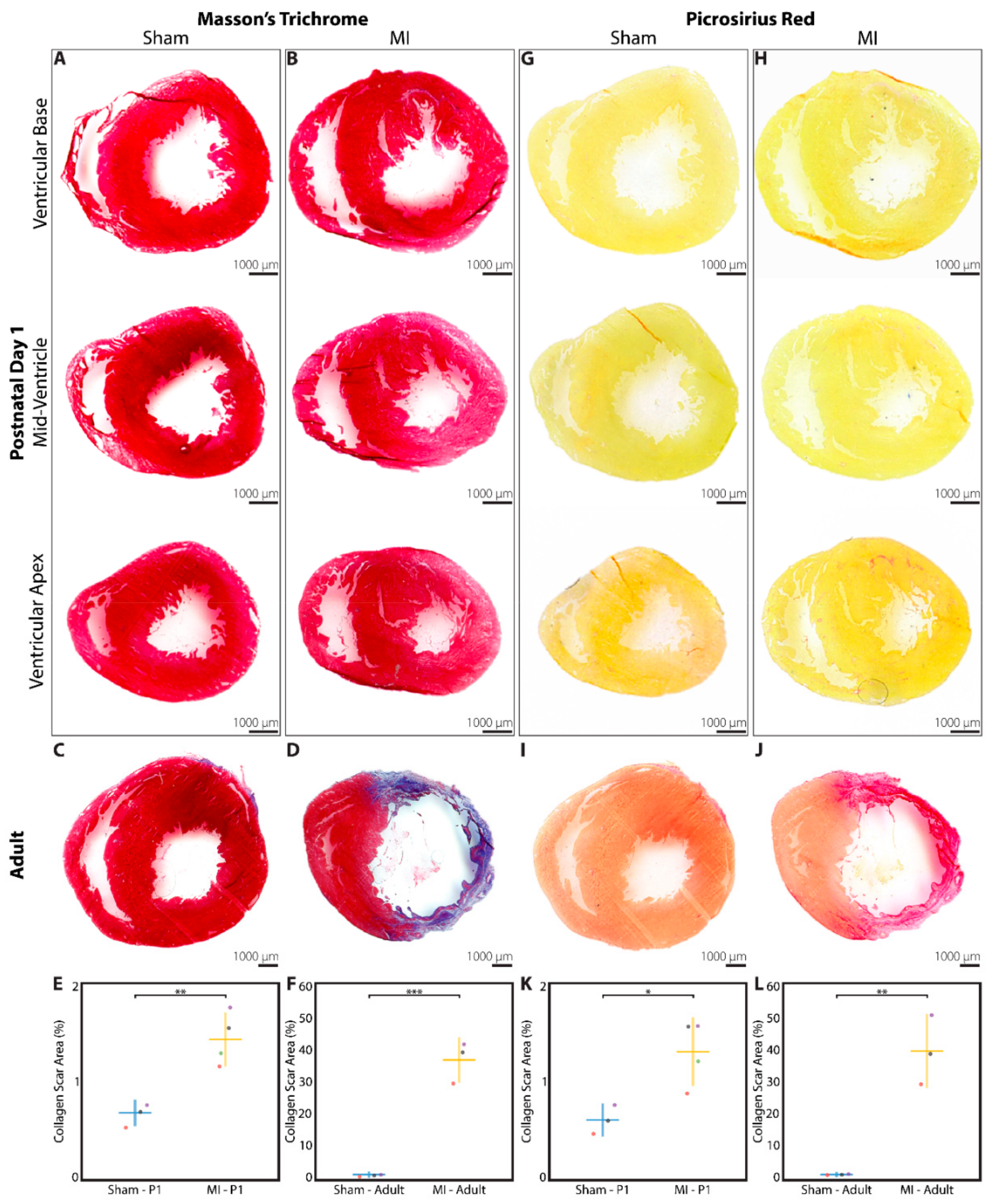 Cells 09 00229 g004 Cells 09 00229 g004