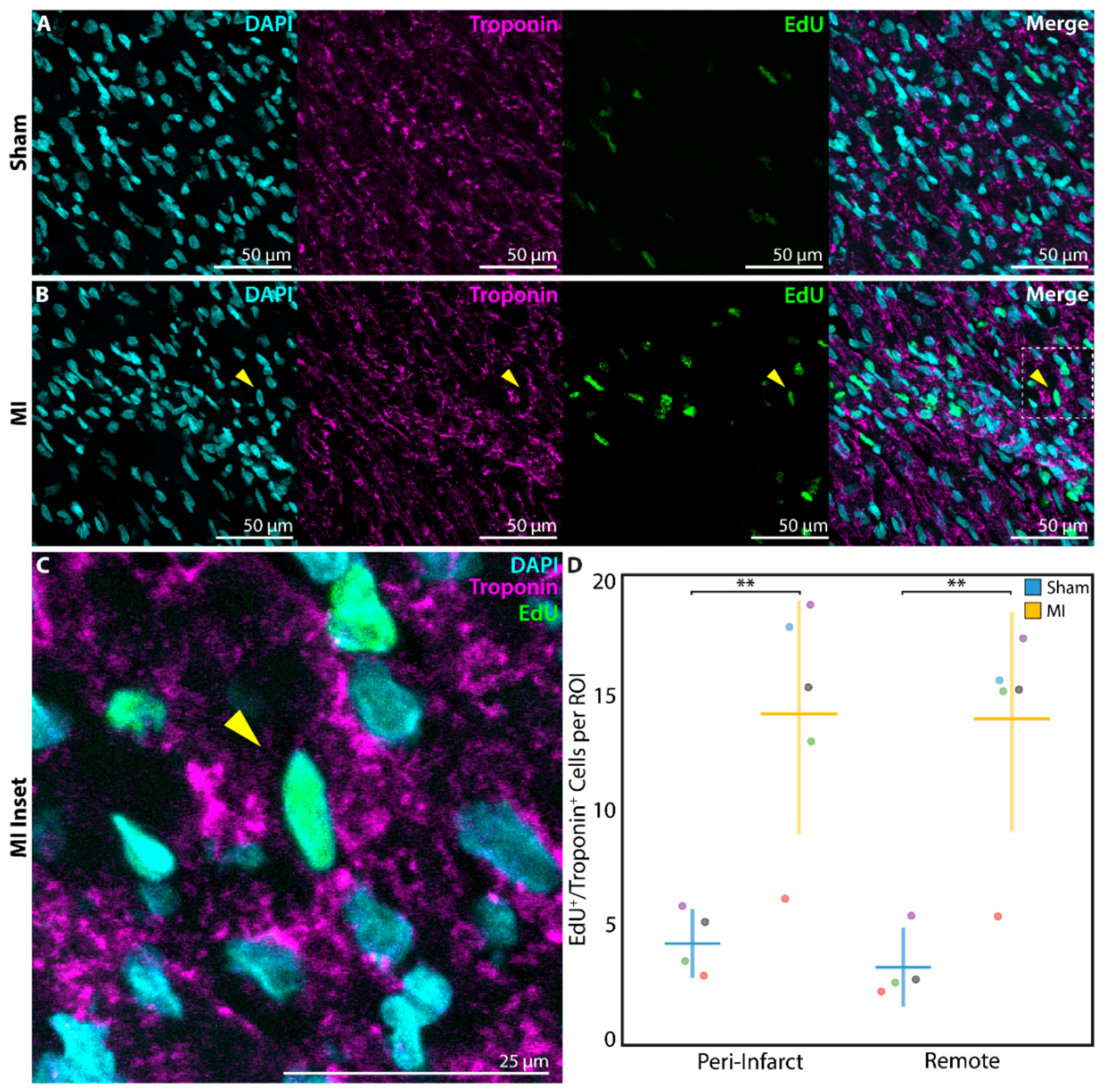 Cells 09 00229 g005 Cells 09 00229 g005