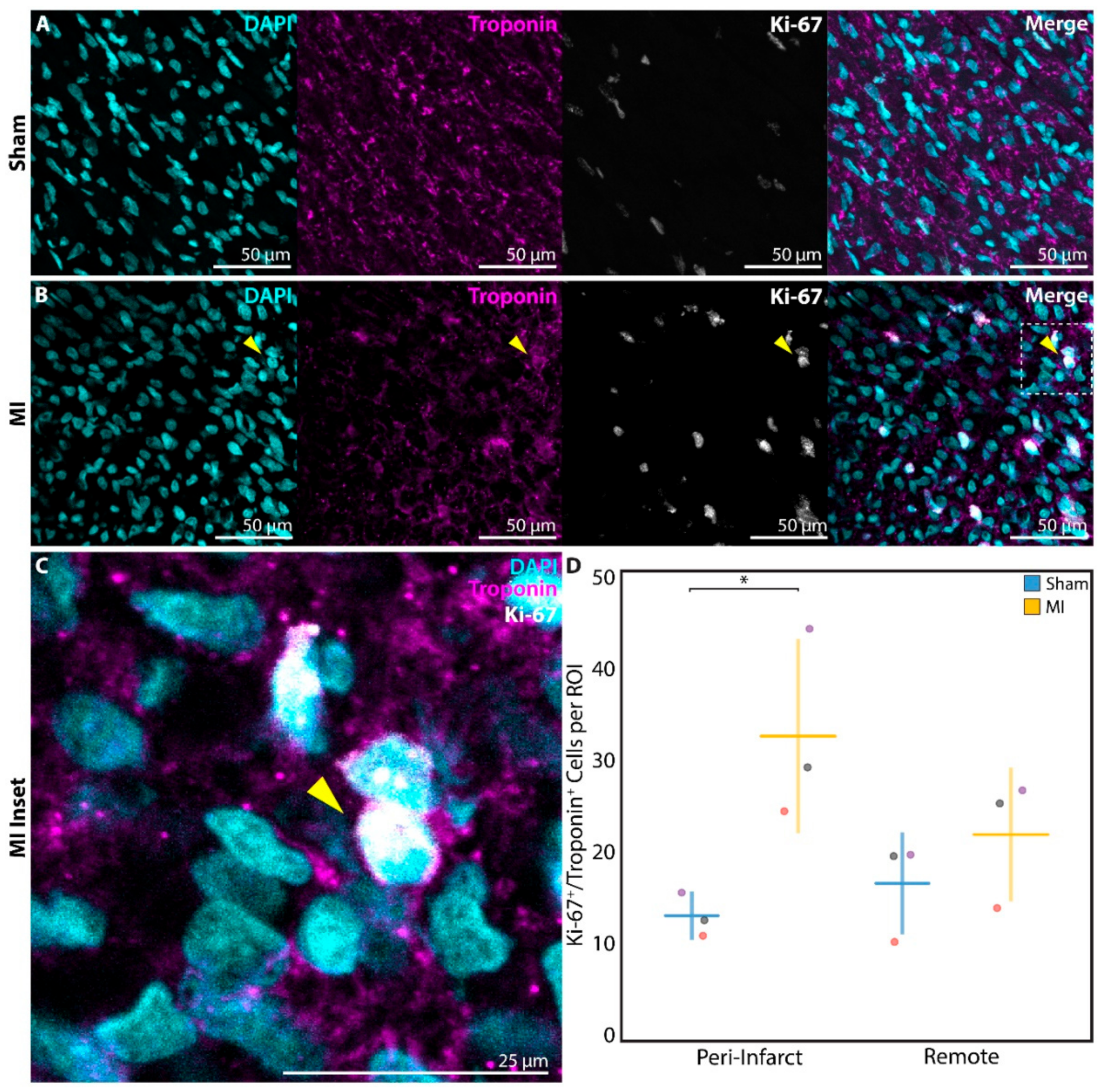 Cells 09 00229 g006 Cells 09 00229 g006