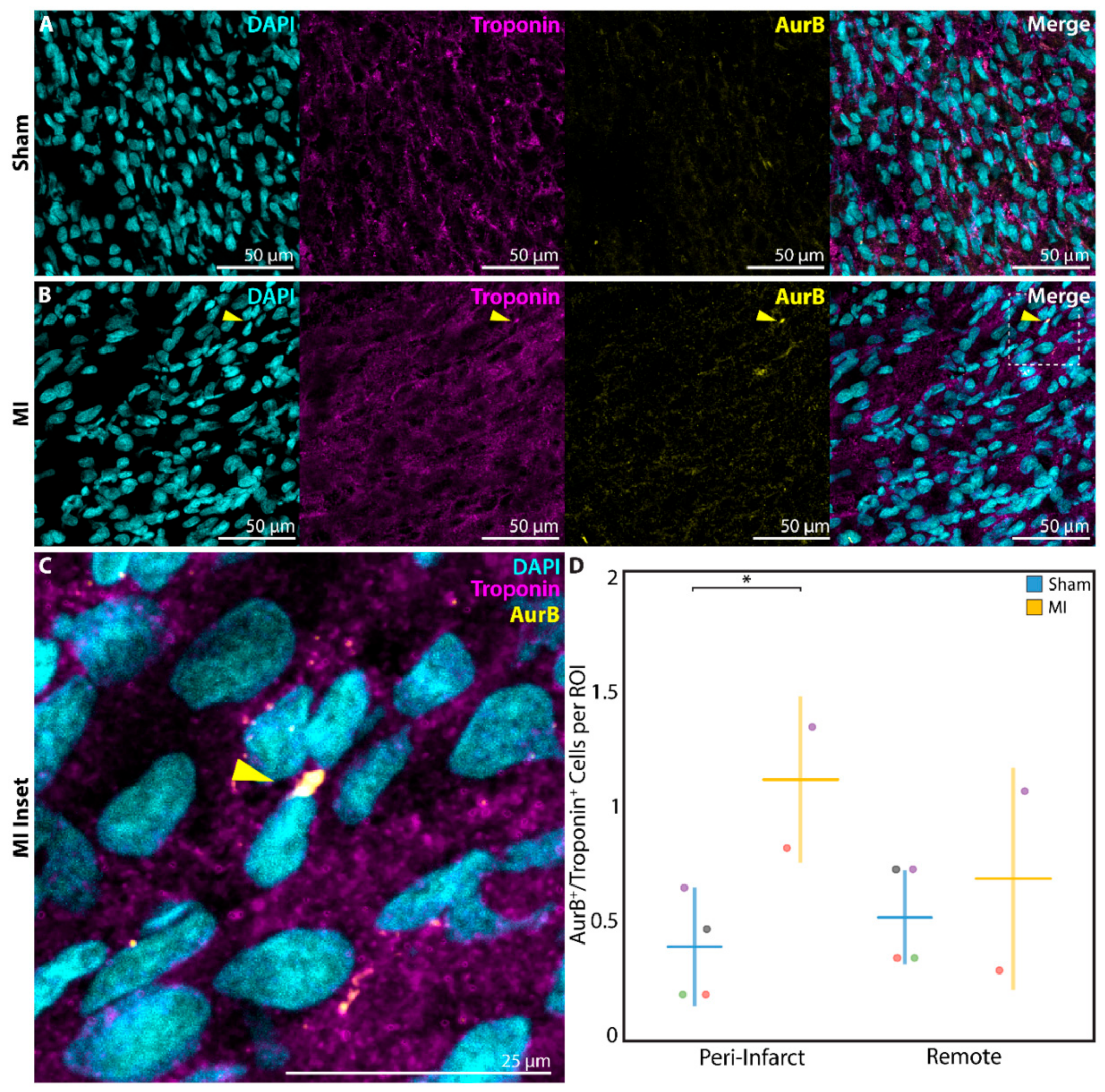 Cells 09 00229 g007 Cells 09 00229 g007