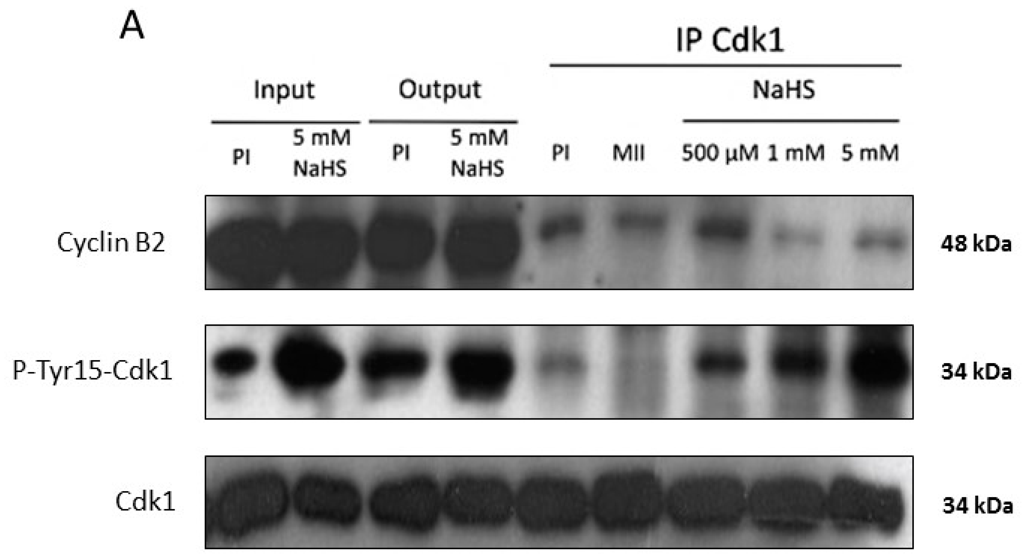 Cells 09 00237 g006a