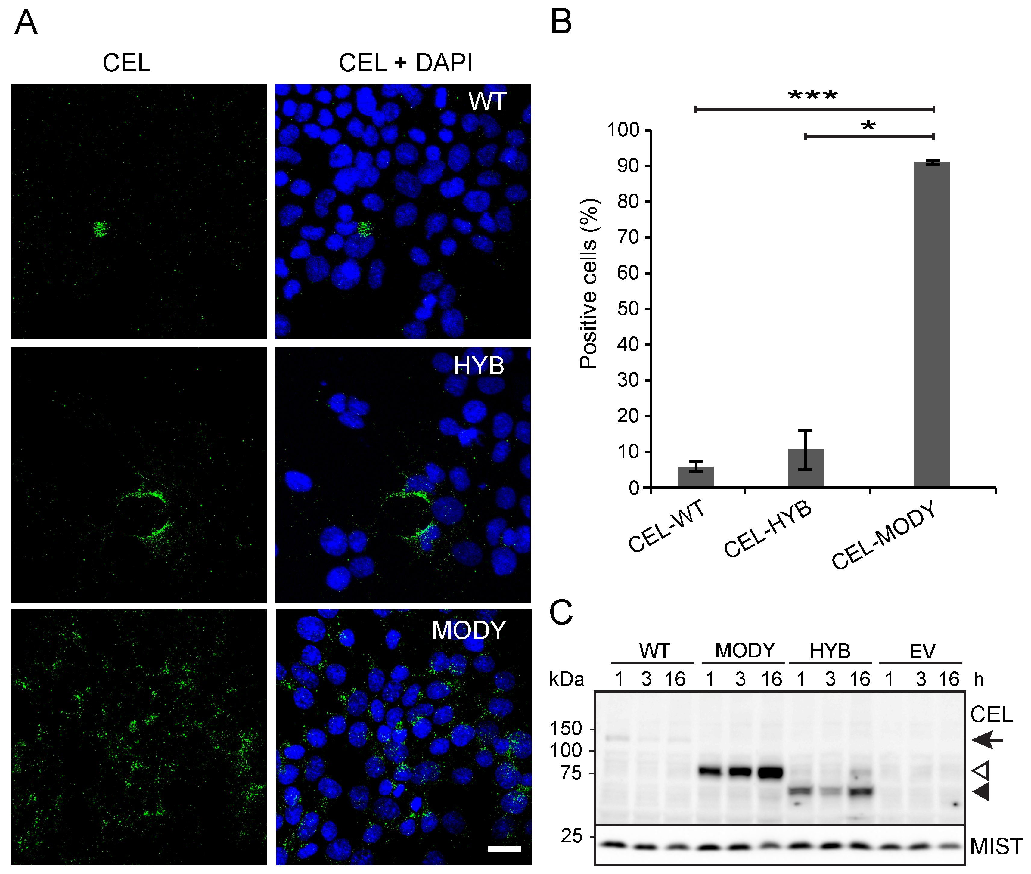 Cells 09 00244 g001 Cells 09 00244 g001