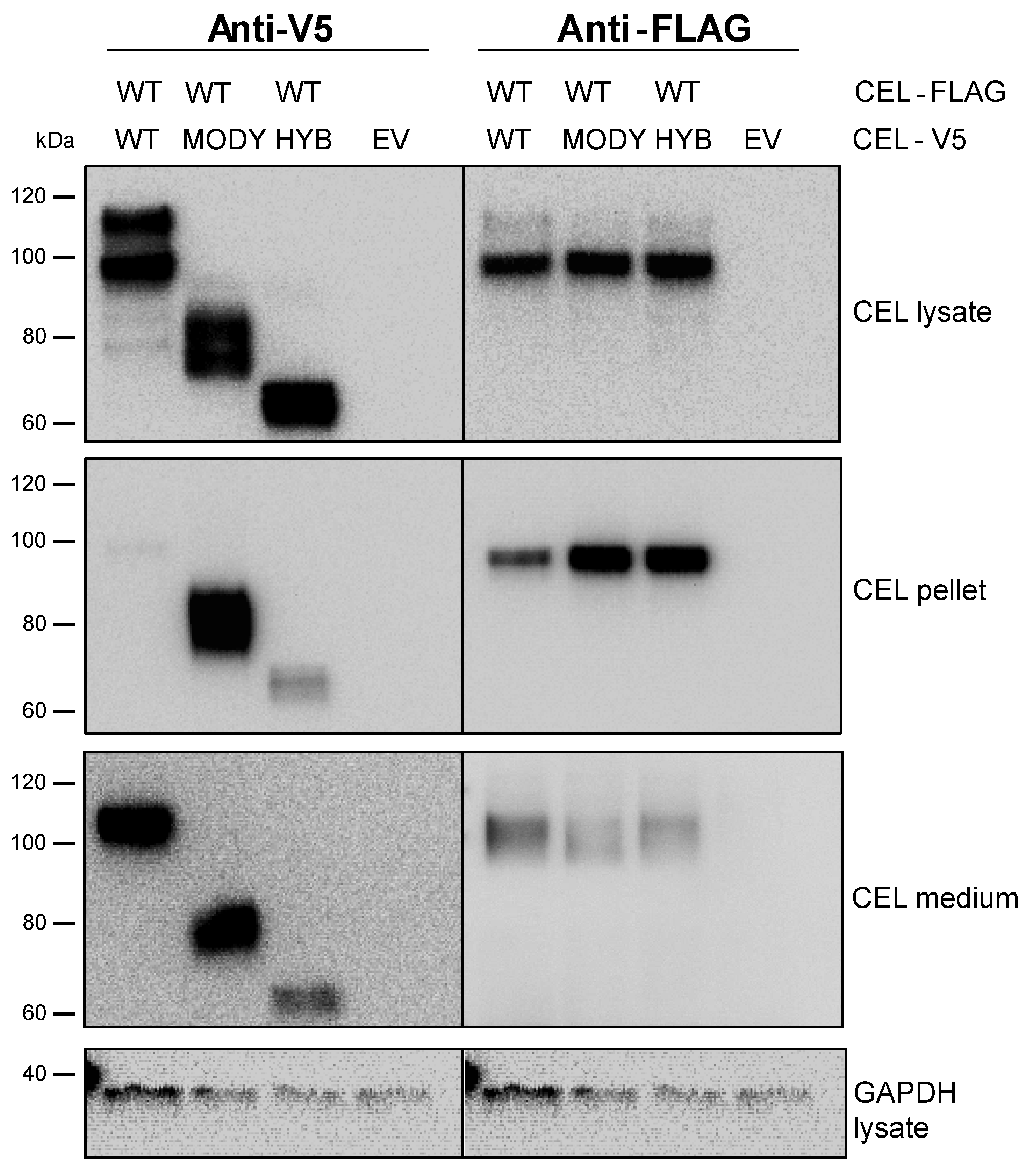 Cells 09 00244 g006 Cells 09 00244 g006
