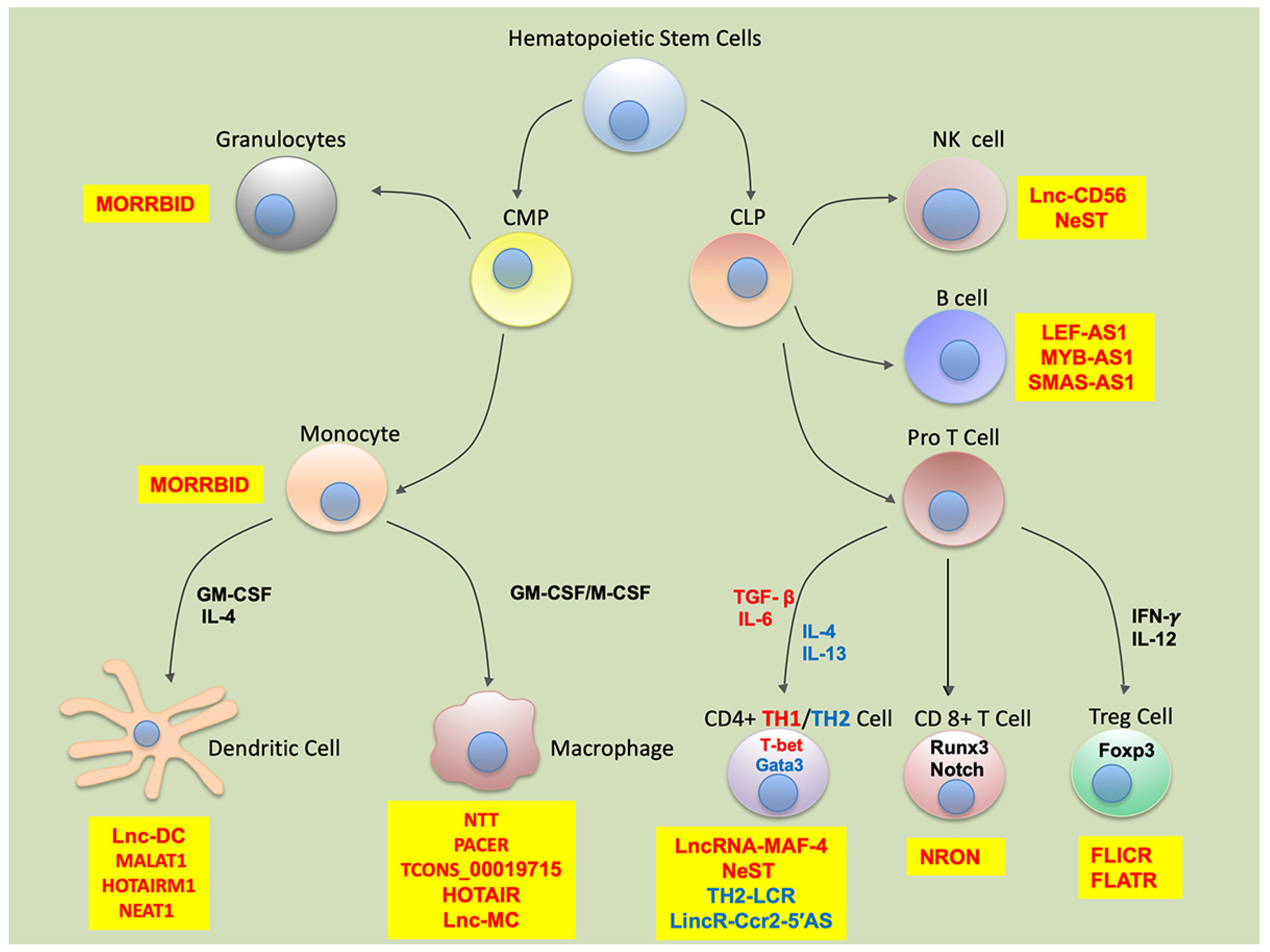 Cells 09 00269 g001 Cells 09 00269 g001