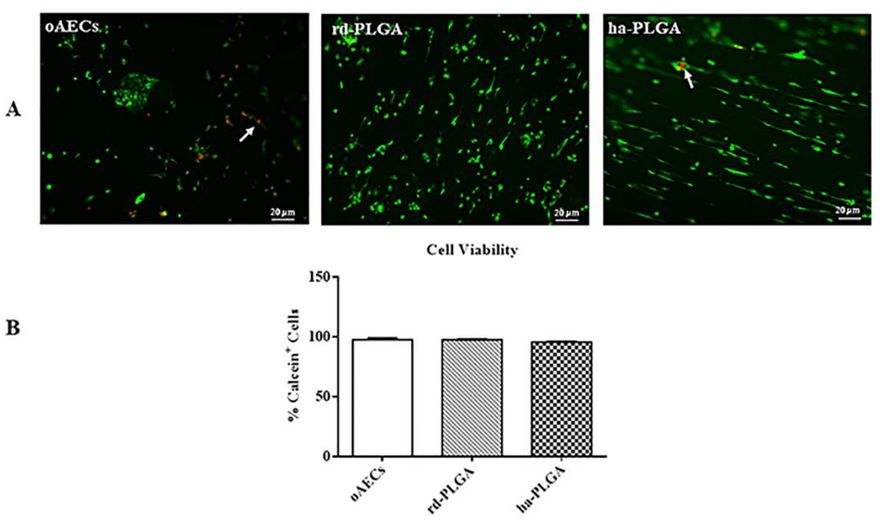Cells 09 00303 g003 Cells 09 00303 g003