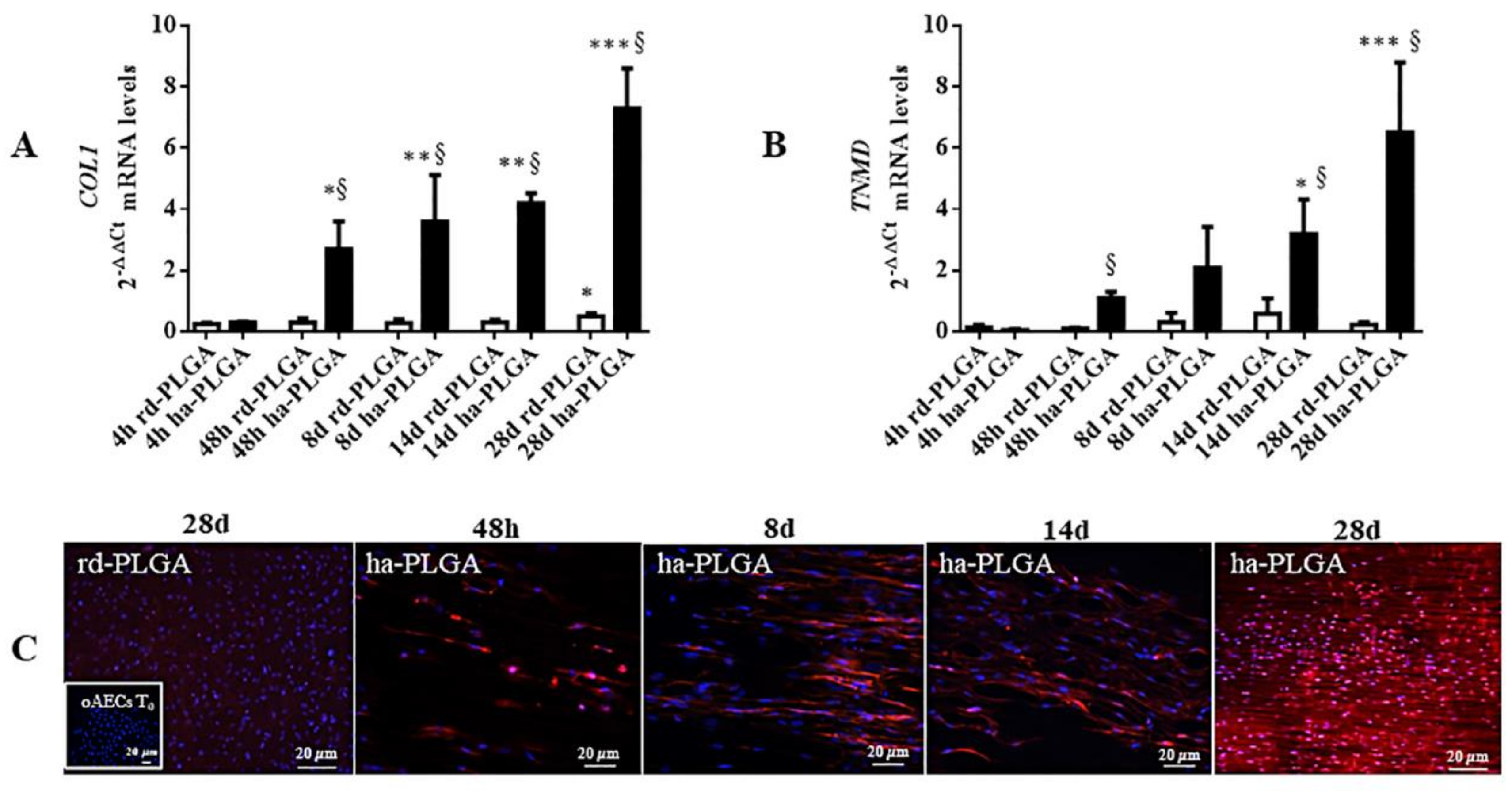 Cells 09 00303 g007 Cells 09 00303 g007