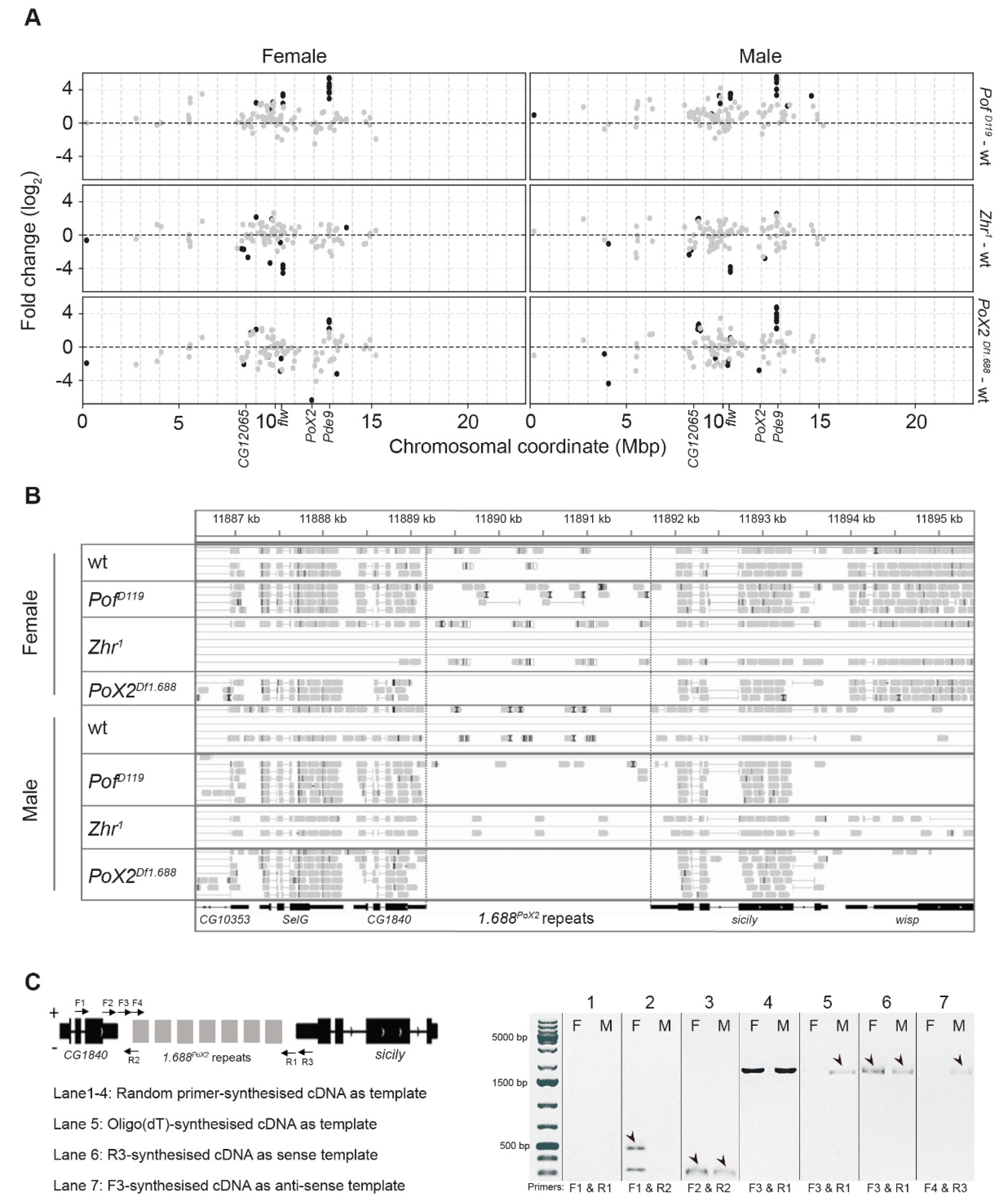 Cells 09 00323 g006 Cells 09 00323 g006
