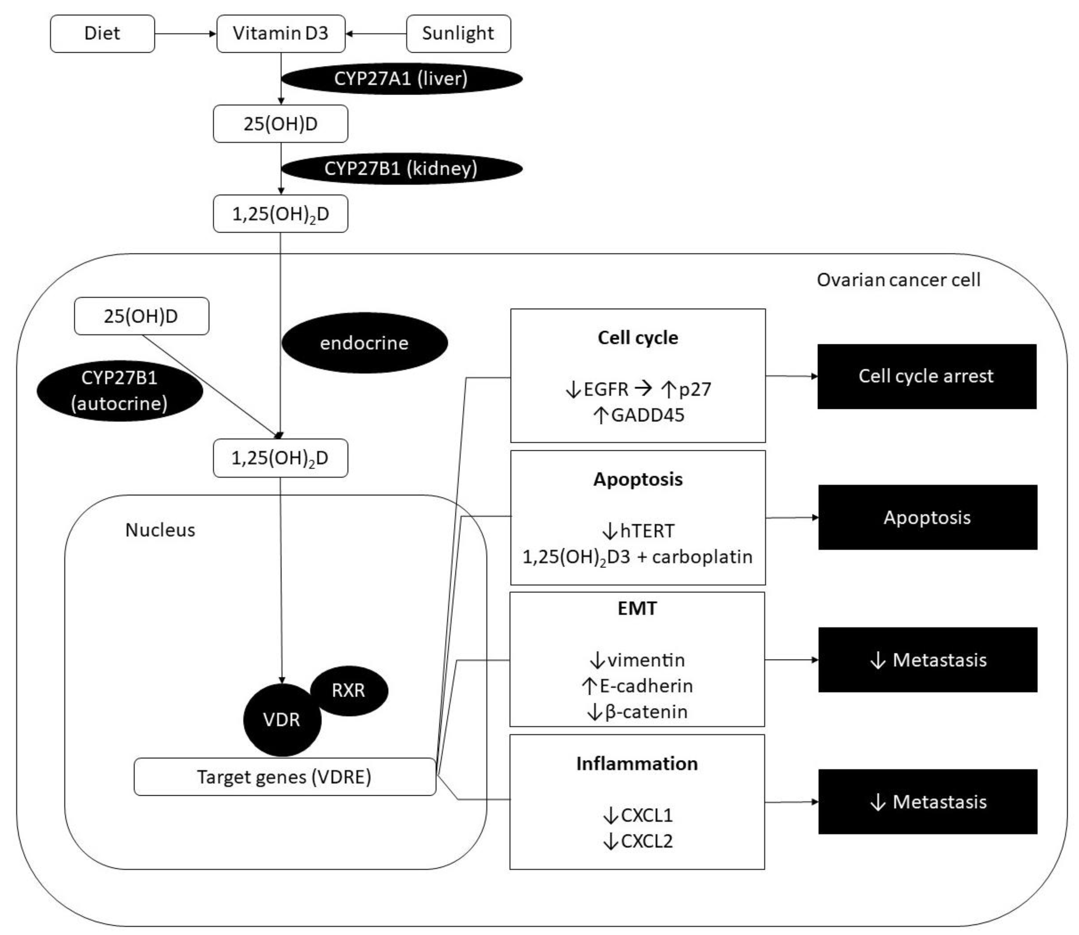 Cells 09 00335 g001 Cells 09 00335 g001