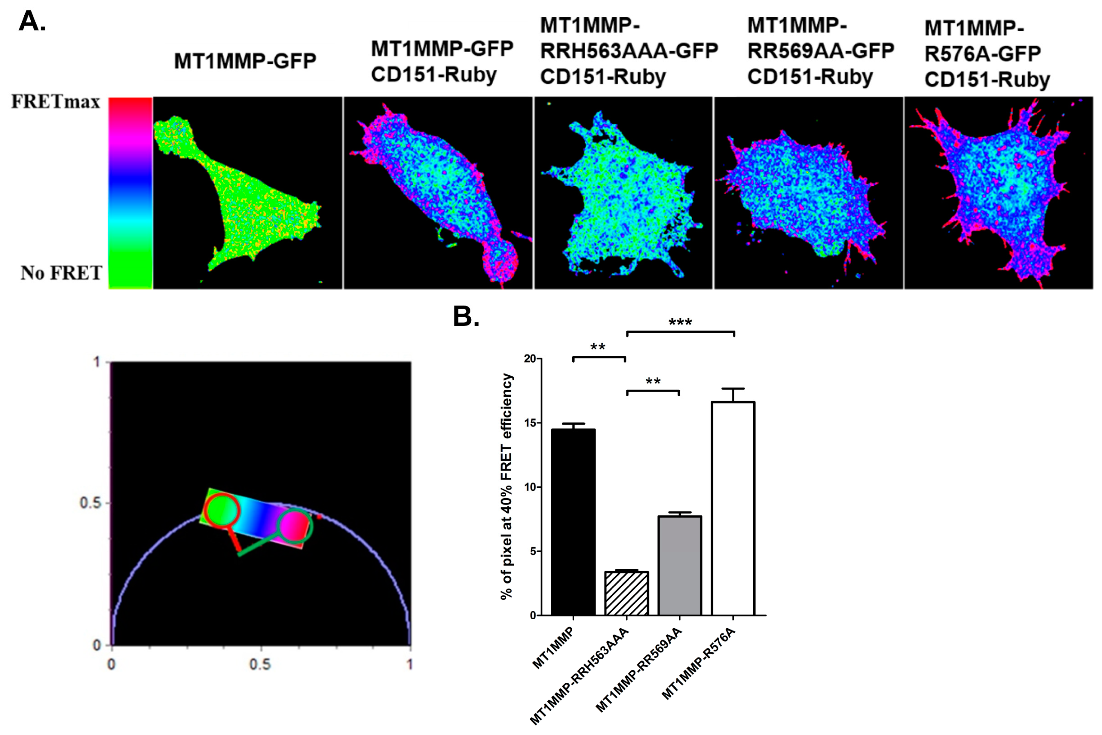 Cells 09 00348 g003 Cells 09 00348 g003