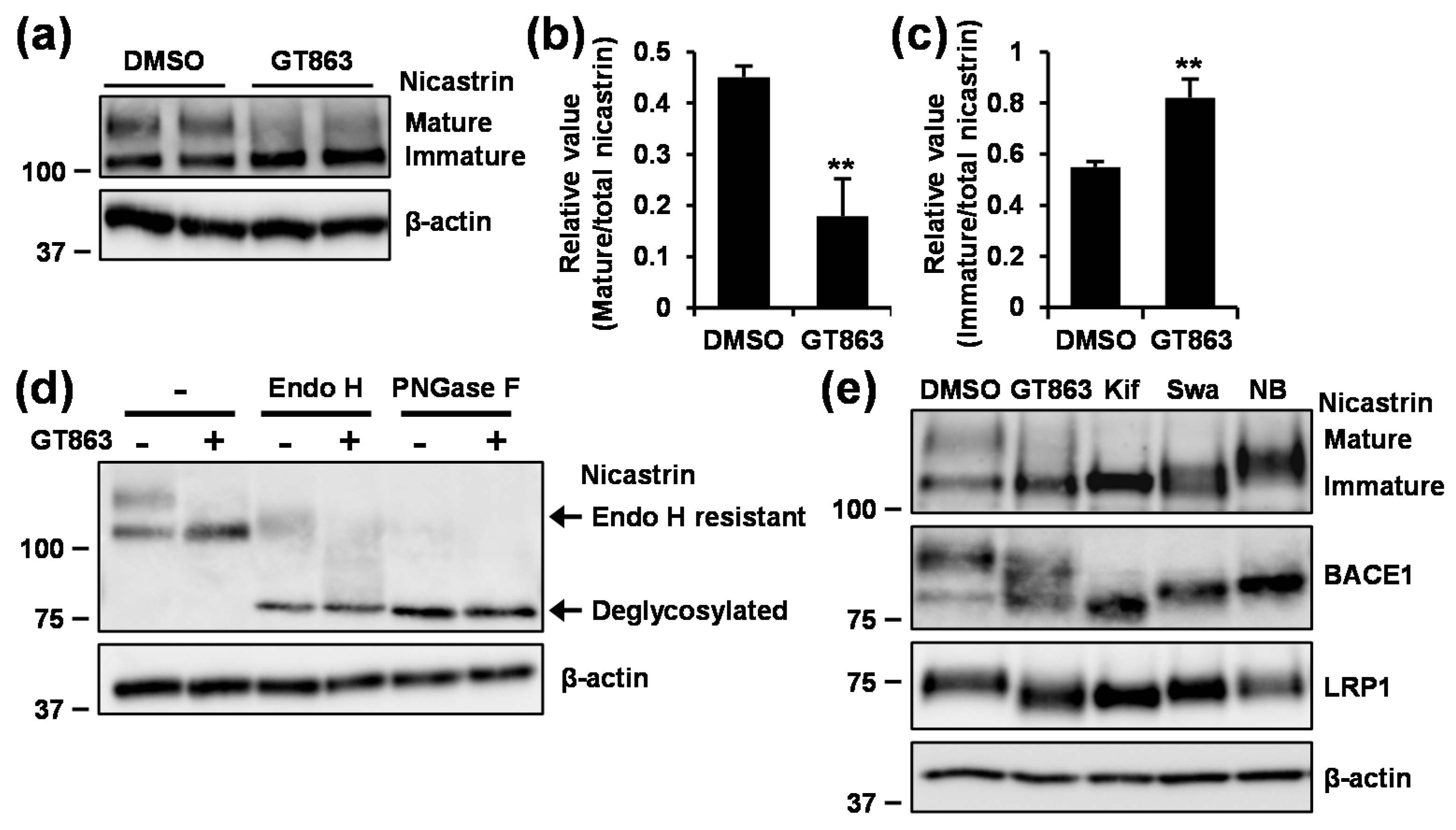 Cells 09 00349 g005 Cells 09 00349 g005