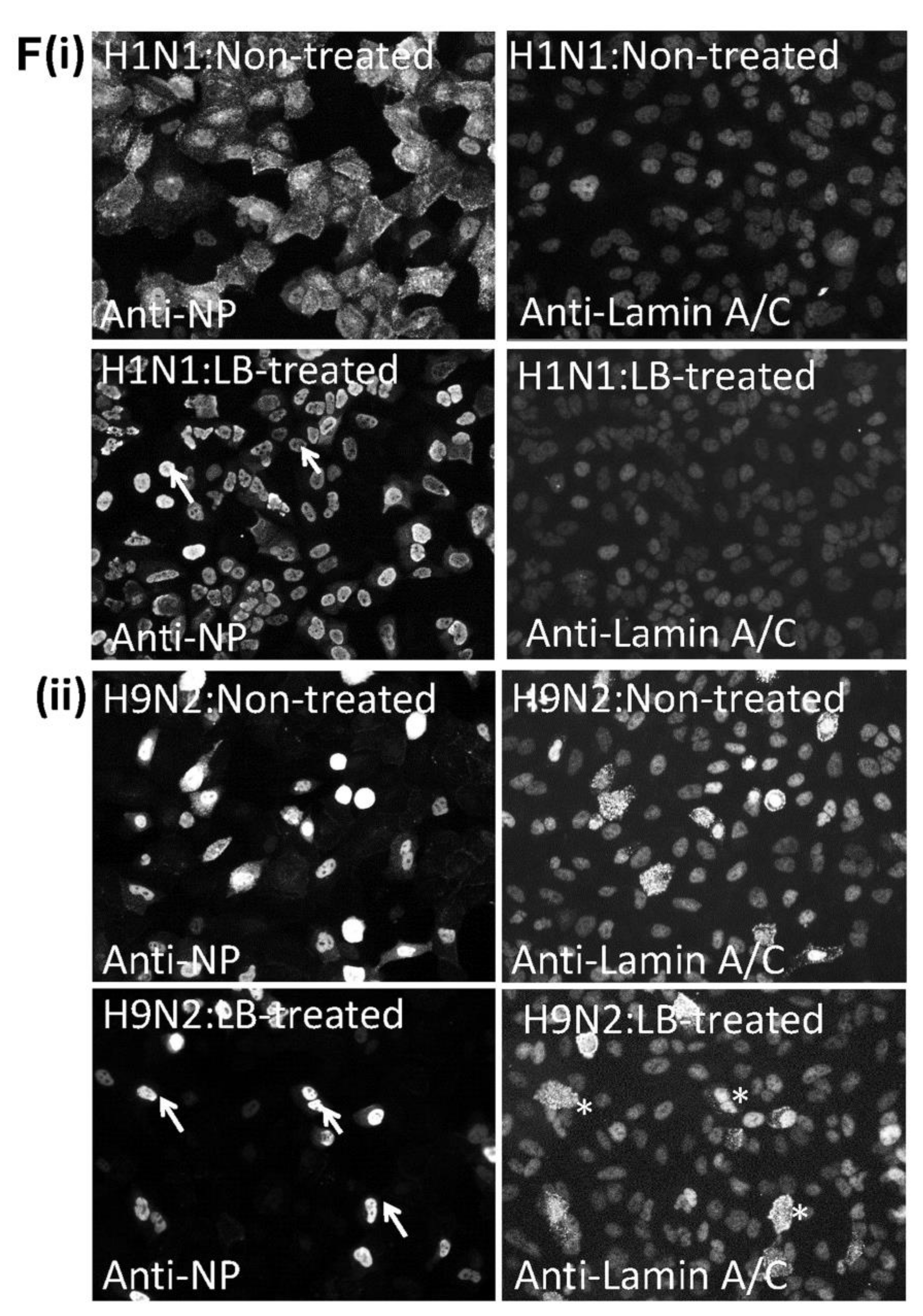 Cells 09 00355 g008b