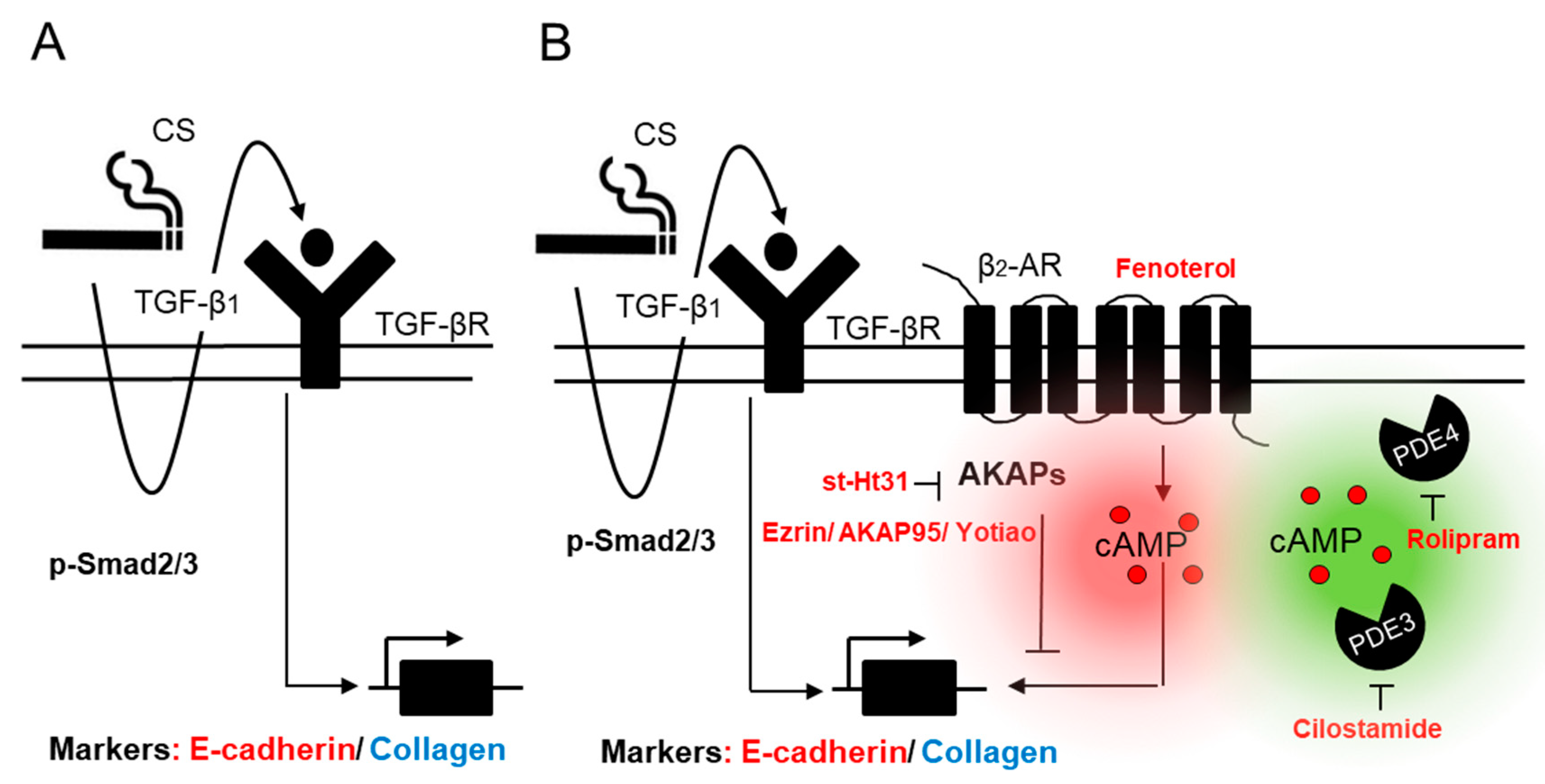 Cells 09 00356 g013 Cells 09 00356 g013